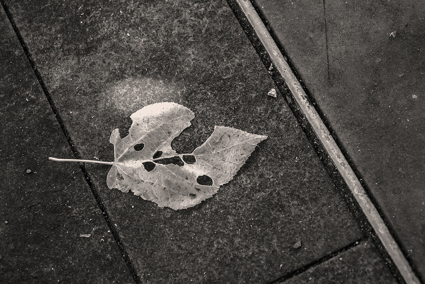 Sigma 17-70mm F2.8-4 DC Macro OS HSM sample photo. Fallen leaf photography