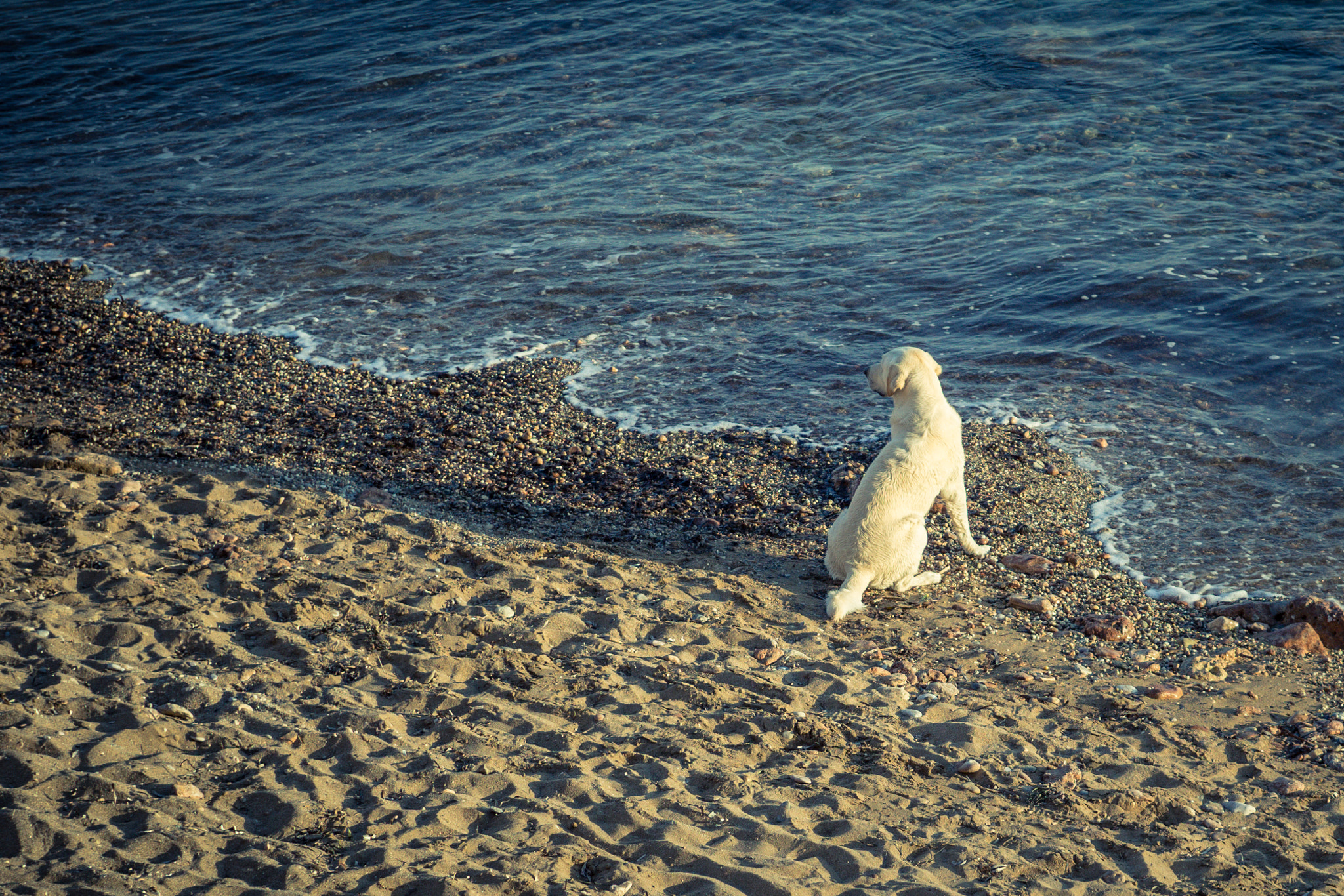 Olympus OM-D E-M10 + Sigma 30mm F2.8 DN Art sample photo. Beautiful dog enjoying the sea photography