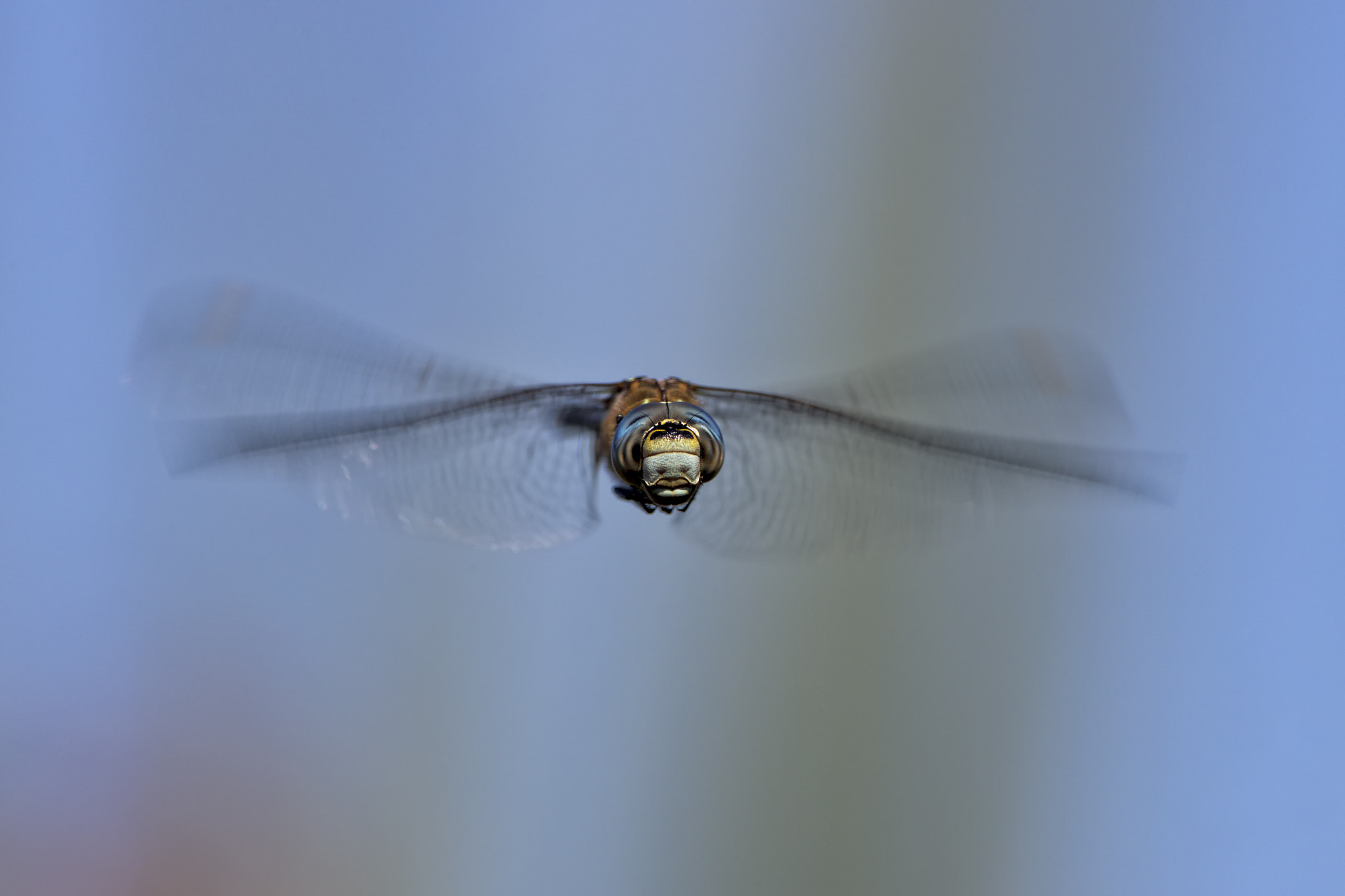 Canon EOS-1D X Mark II sample photo. Flight of the migrant hawker # 2 photography