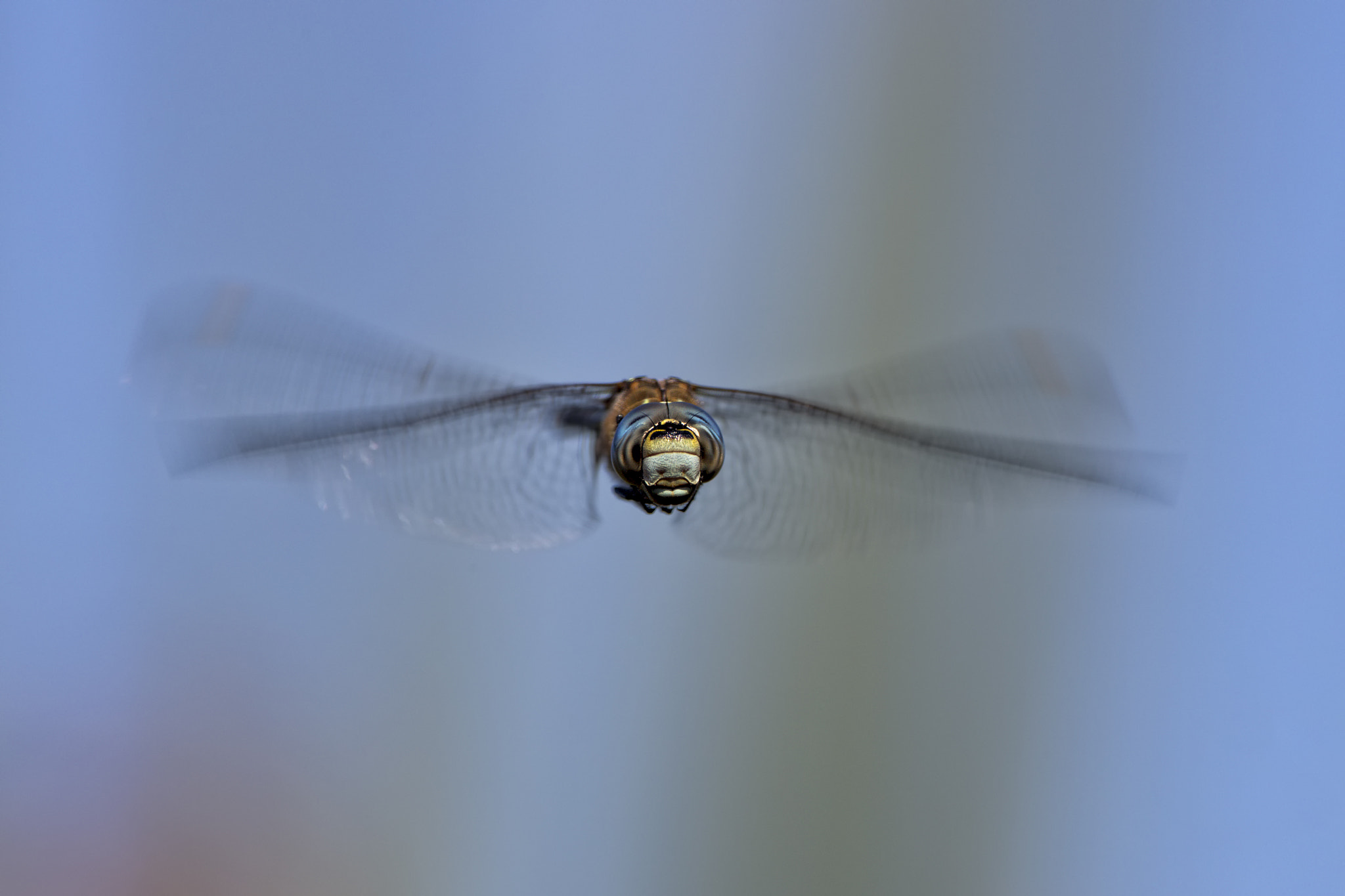 Canon EF 300mm F2.8L IS II USM sample photo. Flight of the migrant hawker # 2 photography
