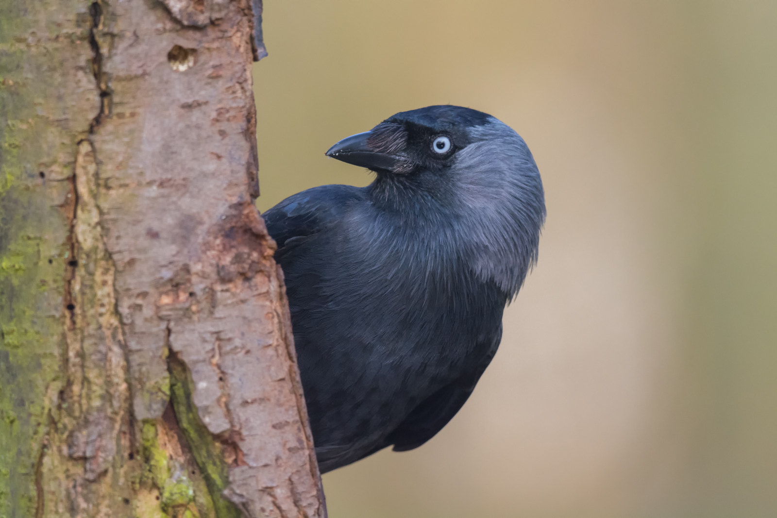 Nikon D7100 + Nikon AF-S Nikkor 500mm F4G ED VR sample photo. Kauw - jackdaw photography