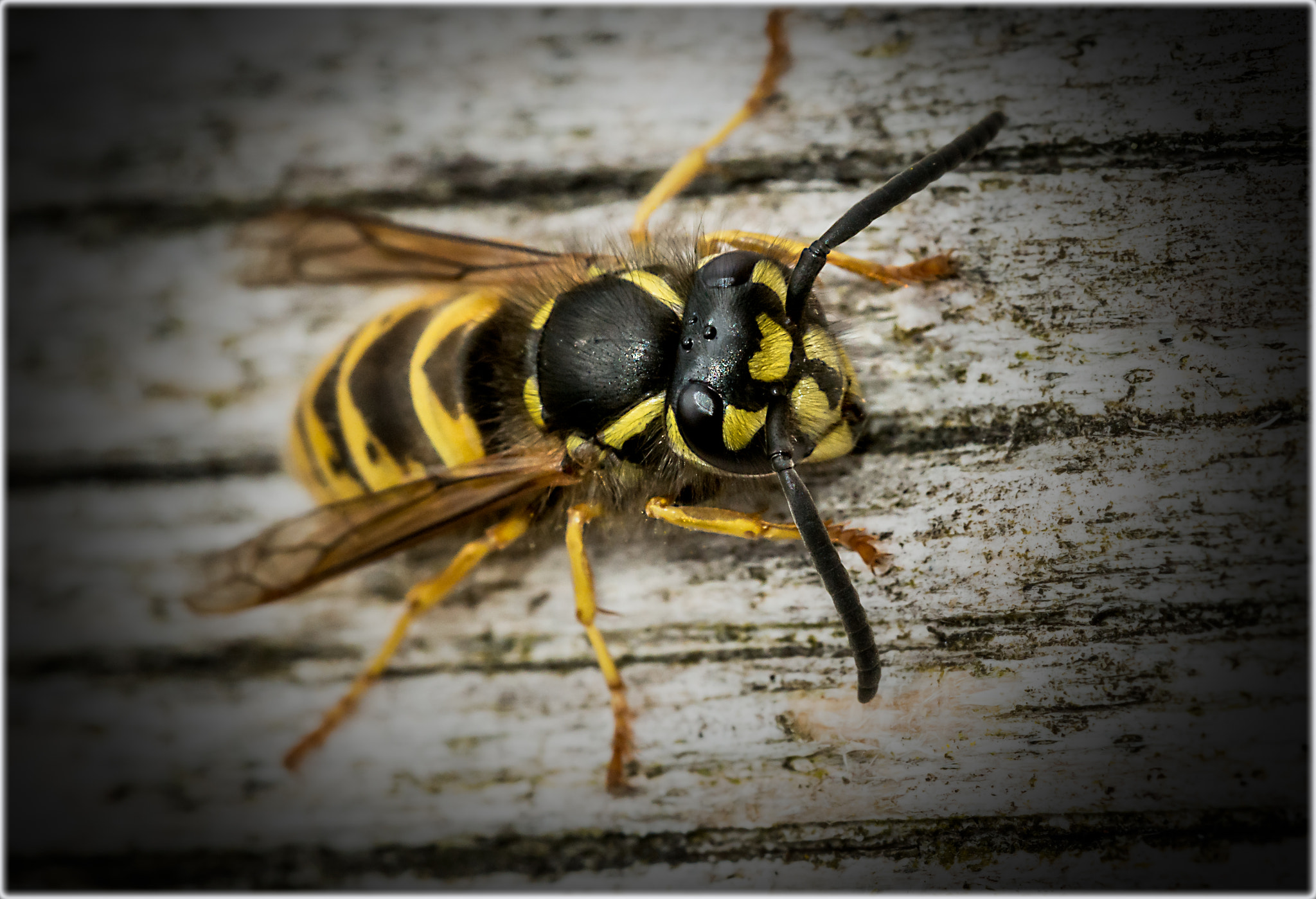 Sigma 150mm F2.8 EX DG OS Macro HSM sample photo. Bee's photography
