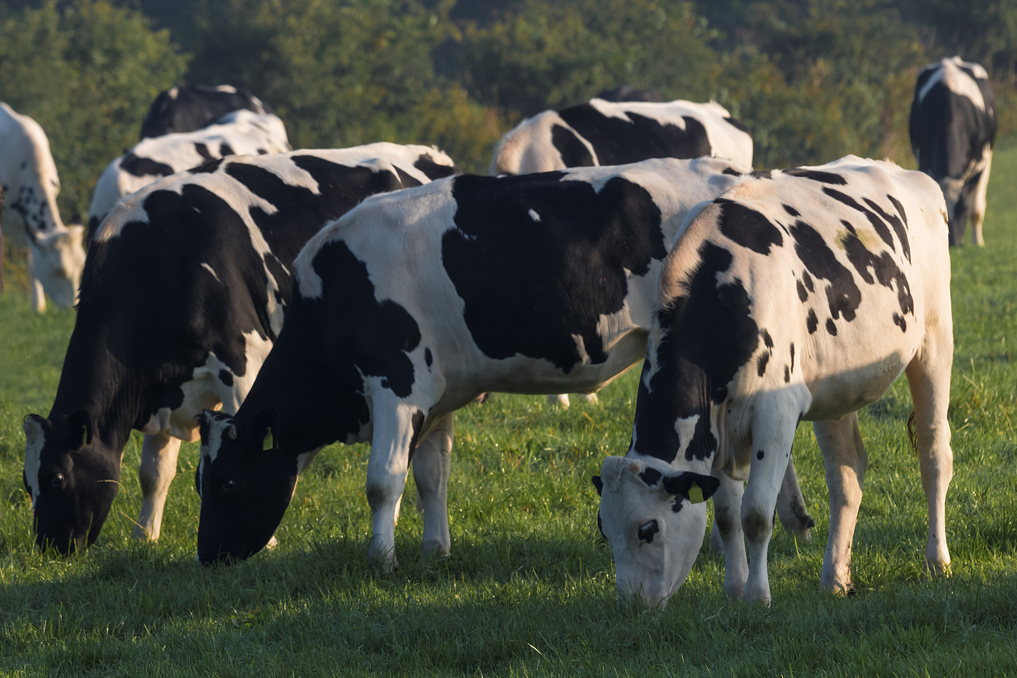 Canon EOS 80D + Canon EF 70-200mm F4L IS USM sample photo. Heads down heifers photography