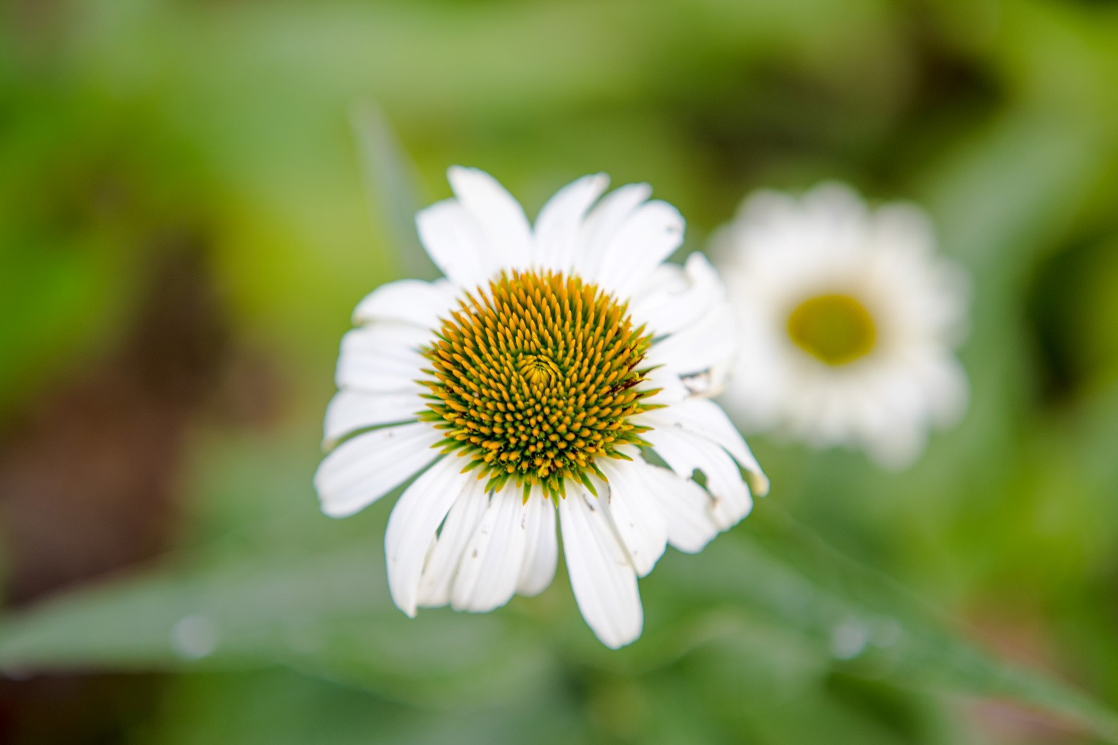 Canon EF 24-70mm F2.8L USM sample photo. White wildflower photography