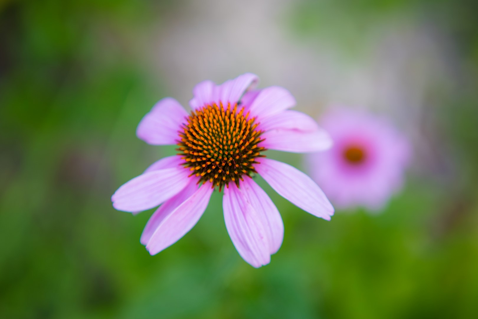 Canon EF 24-70mm F2.8L USM sample photo. Pink wildflower photography