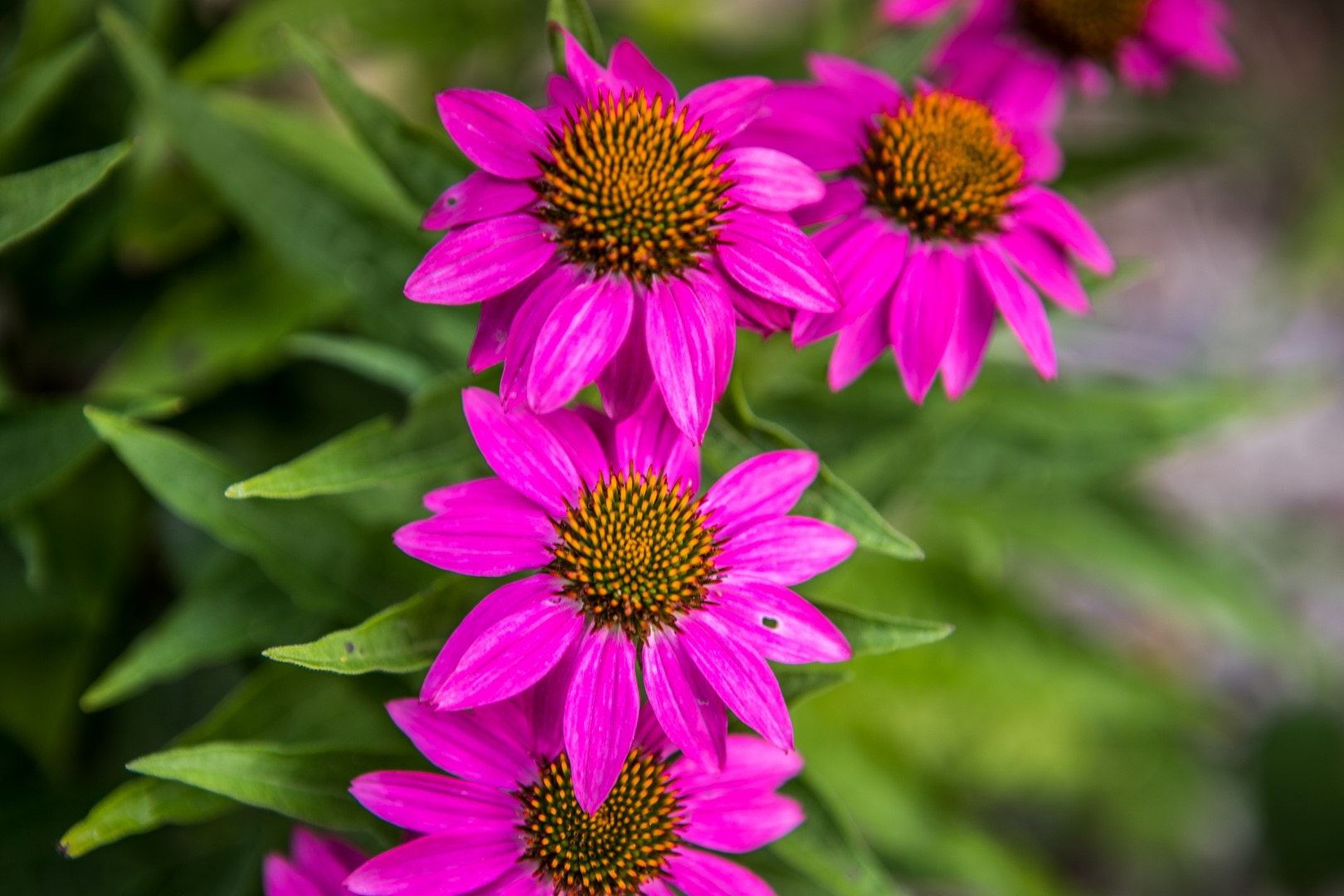 Canon EF 24-70mm F2.8L USM sample photo. Wildflower cluster photography