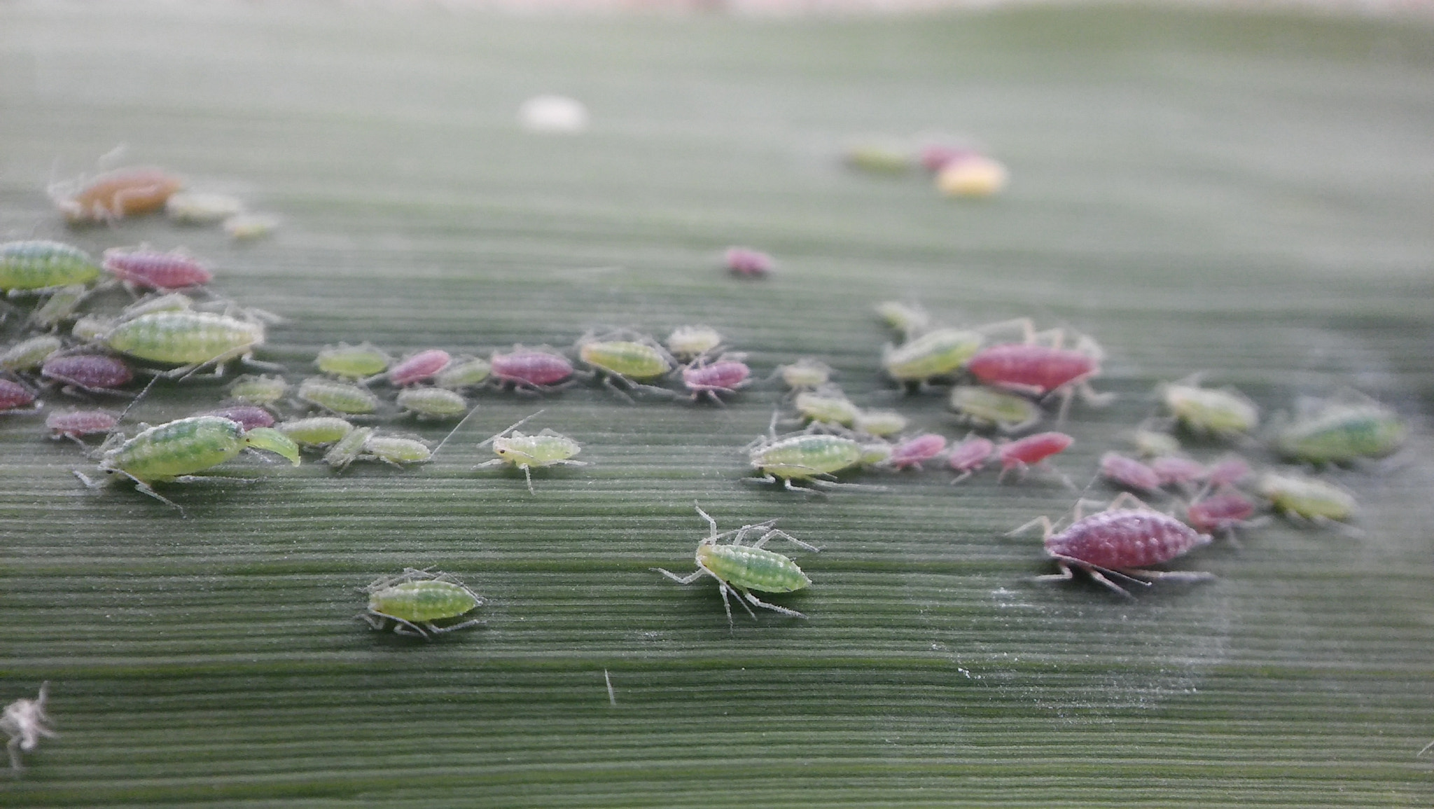 LG SPIRIT 4G LTE sample photo. Bugs photography