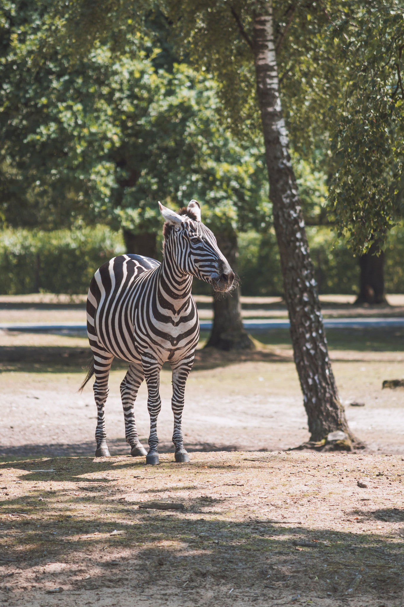 Canon EF-S 55-250mm F4-5.6 IS sample photo. Zebra photography