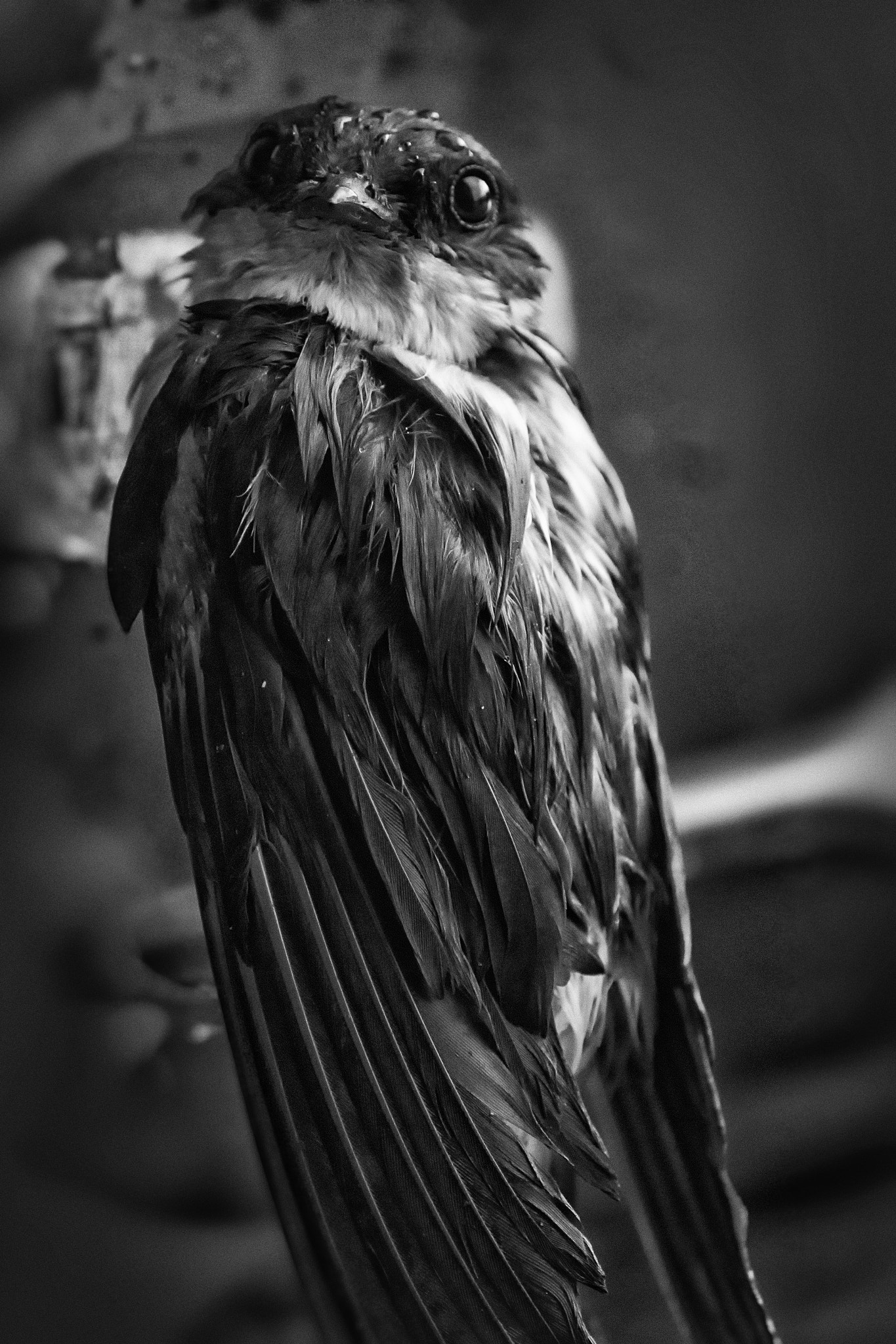 Canon EOS M sample photo. Swallow photography