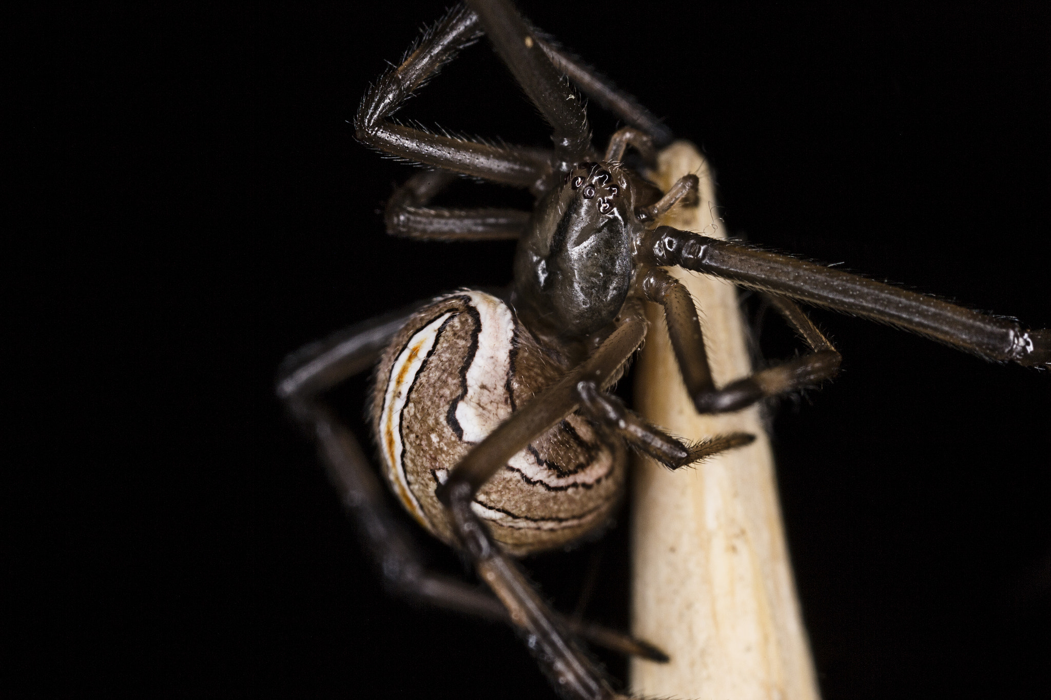 Canon MP-E 65mm F2.5 1-5x Macro Photo sample photo. Upset spider photography