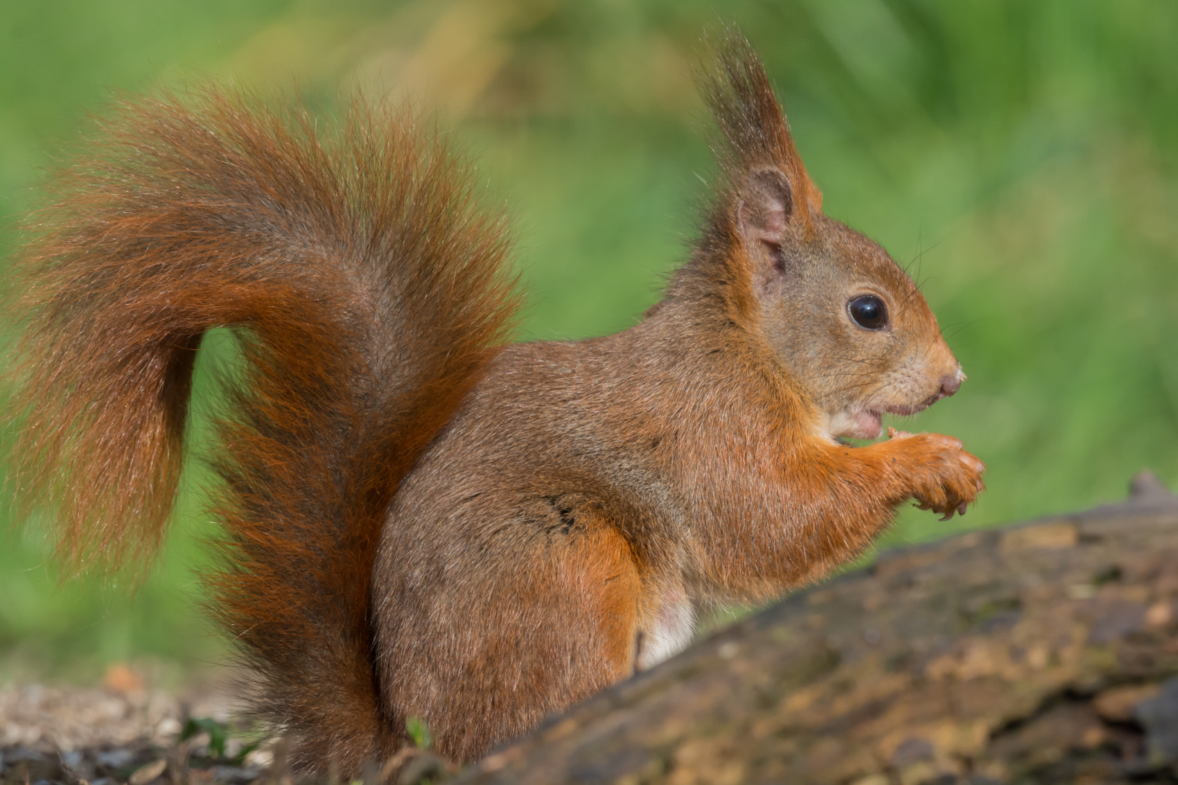 Nikon D7100 + Nikon AF-S Nikkor 500mm F4G ED VR sample photo. Eekhoorn - belgian squirrel photography