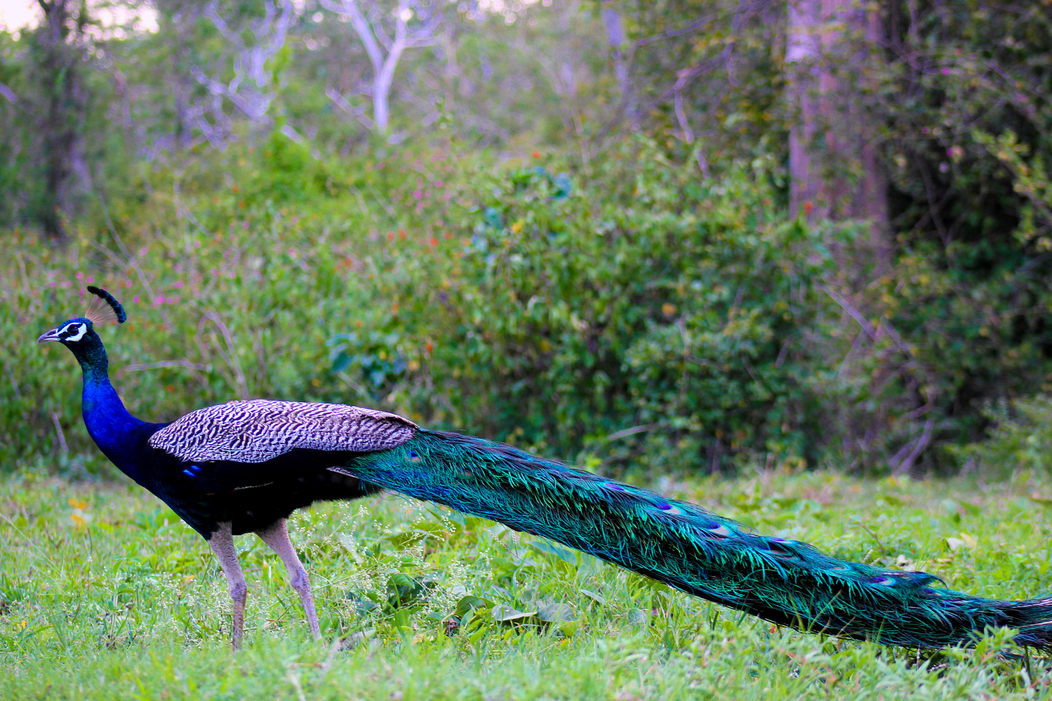 Canon EF 75-300mm f/4-5.6 USM sample photo. Peacock. photography