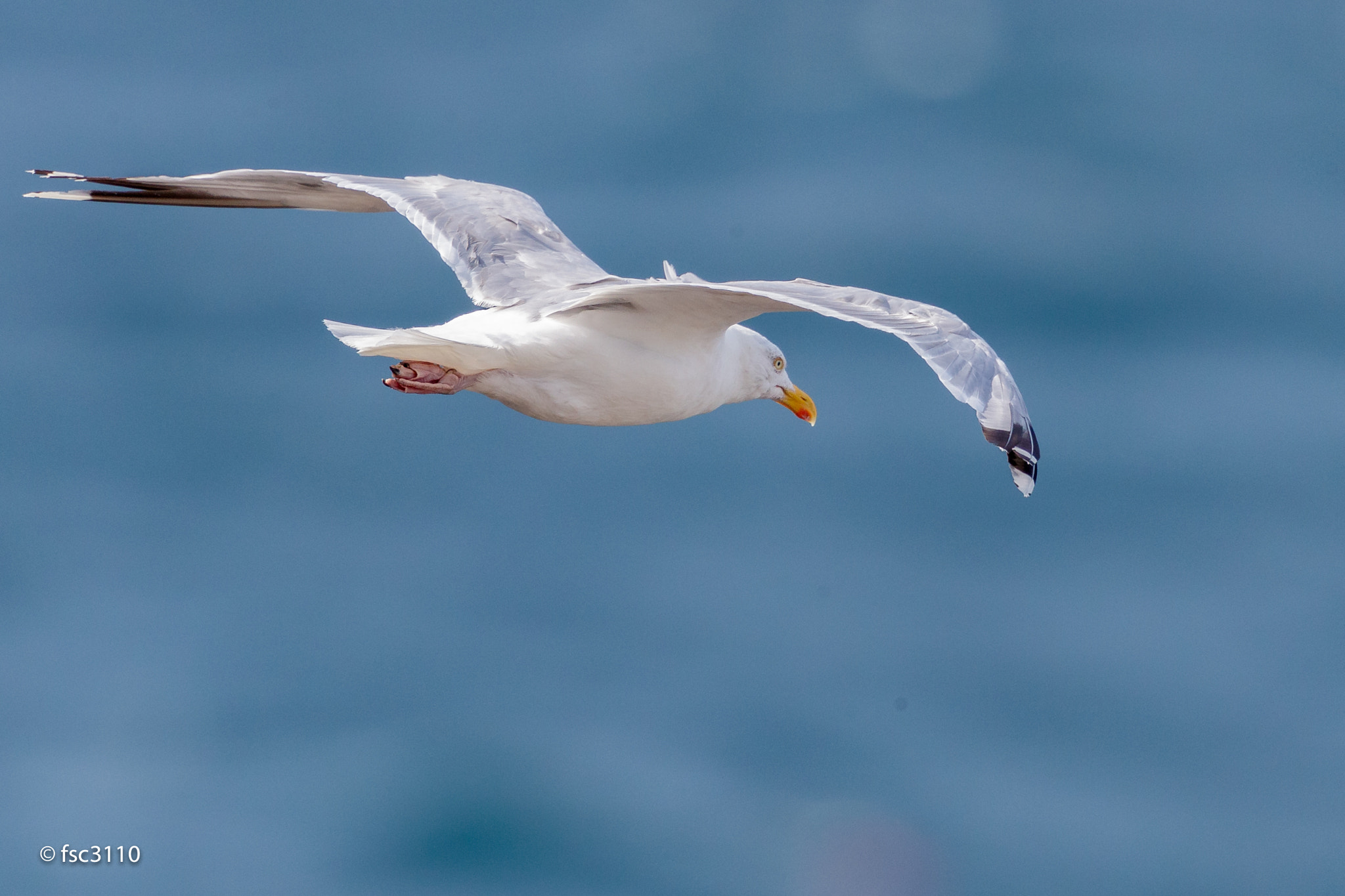 Canon EOS-1D X Mark II sample photo. European herring gull in flight photography