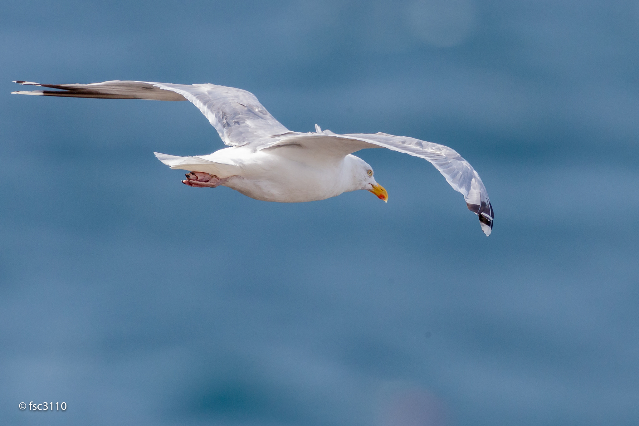 Canon EF 500mm F4L IS II USM sample photo. European herring gull in flight photography