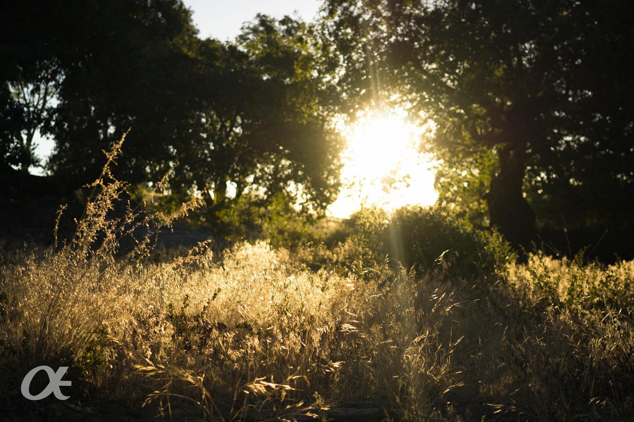 Sony a6000 + Sony Sonnar T* FE 35mm F2.8 ZA sample photo. Fields of gold photography