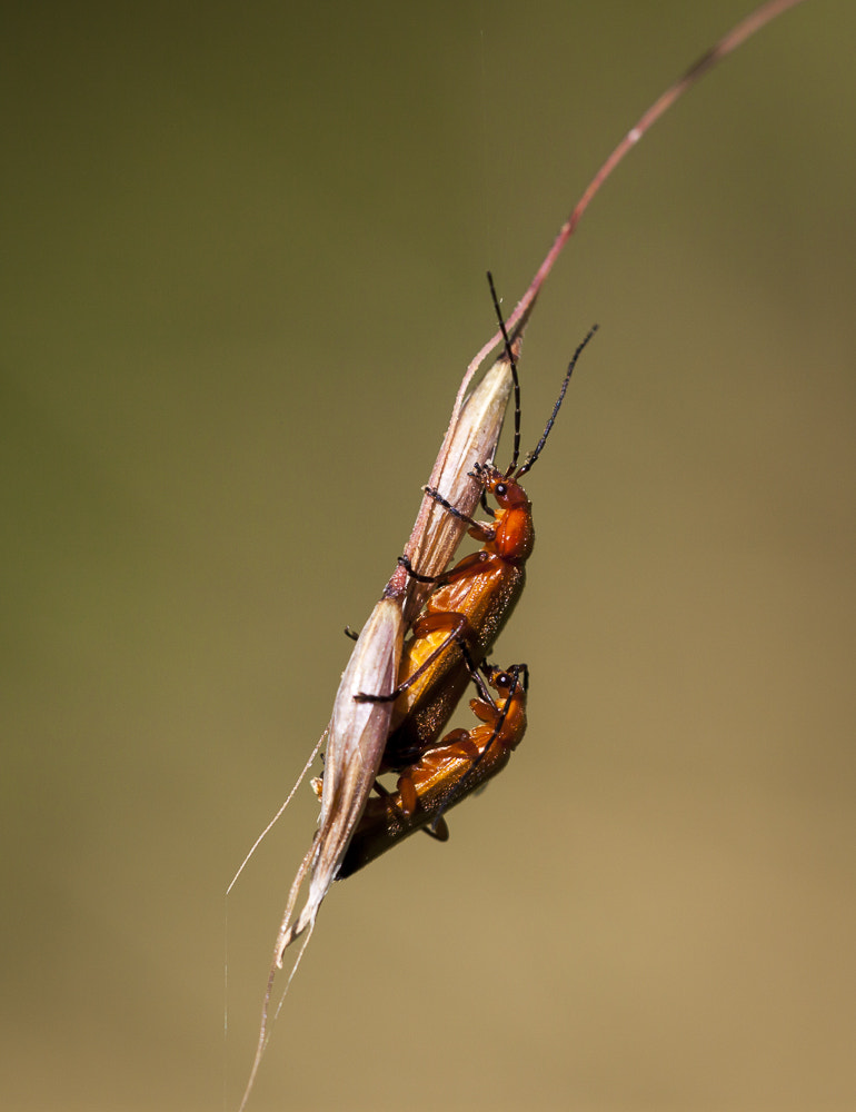 Sigma APO Macro 150mm f/2.8 EX DG HSM sample photo. Soldier beetles mating by the river barrow, co carlow. photography