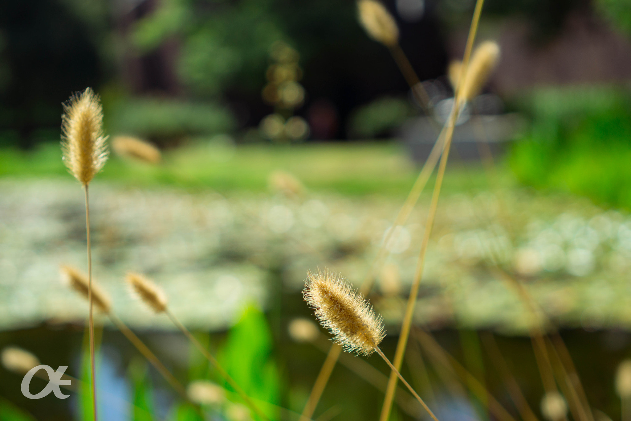 Sony a6000 + Sony Sonnar T* FE 35mm F2.8 ZA sample photo. Fox tail photography