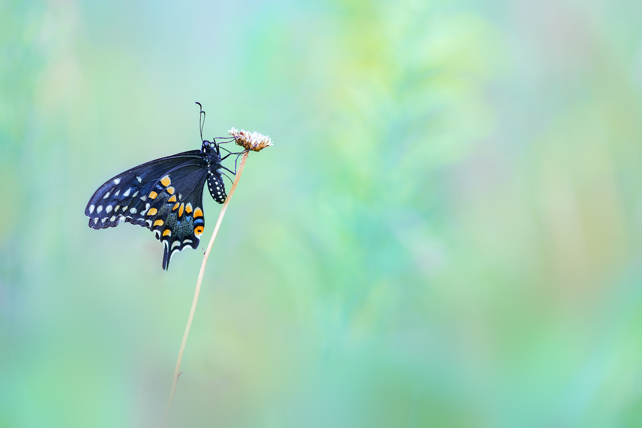Sigma 70-200mm F2.8 EX DG Macro HSM II sample photo. Papilio polyxenes photography