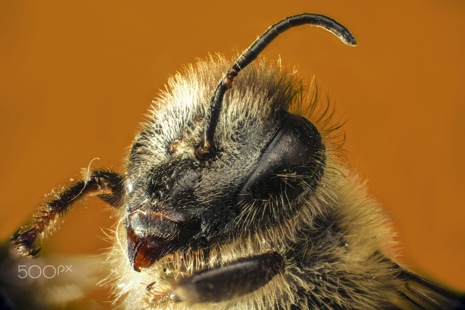 Sigma APO Macro 150mm f/2.8 EX DG HSM sample photo. One antenna bee photography