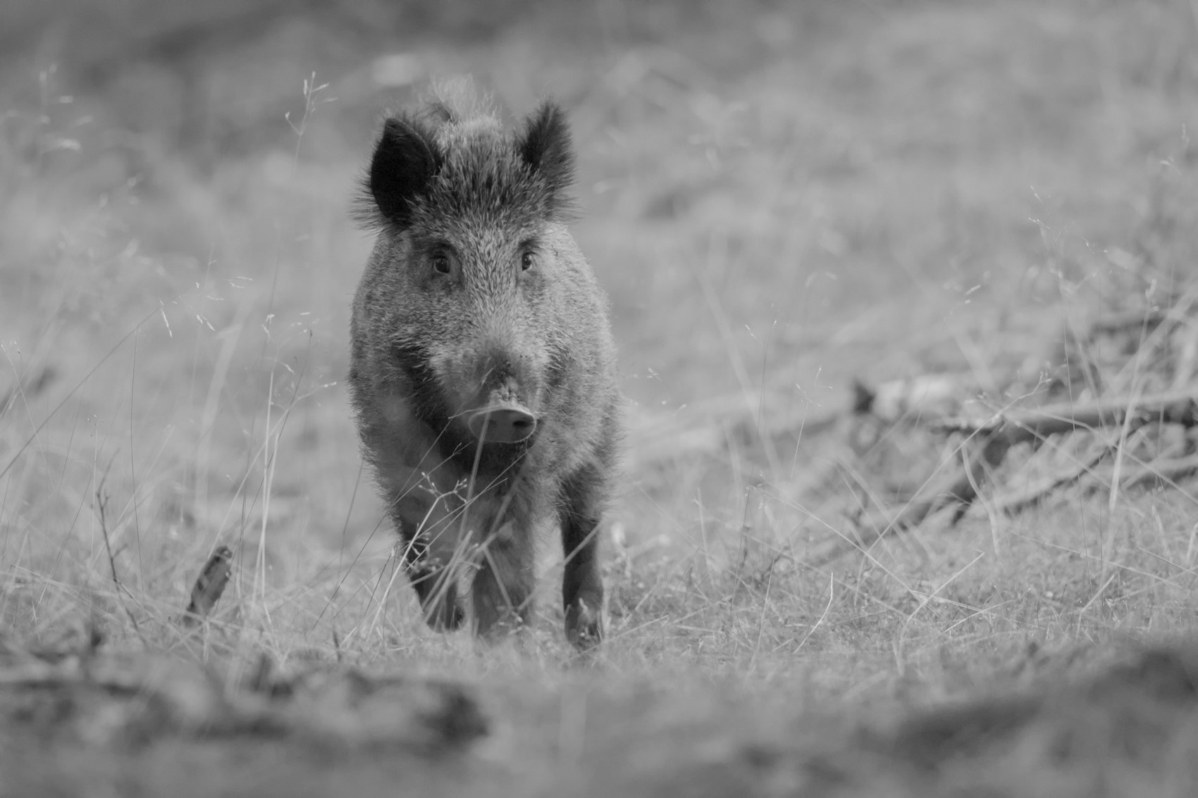 Nikon D7100 + Nikon AF-S Nikkor 500mm F4G ED VR sample photo. Wilde zwijn - wild boar photography