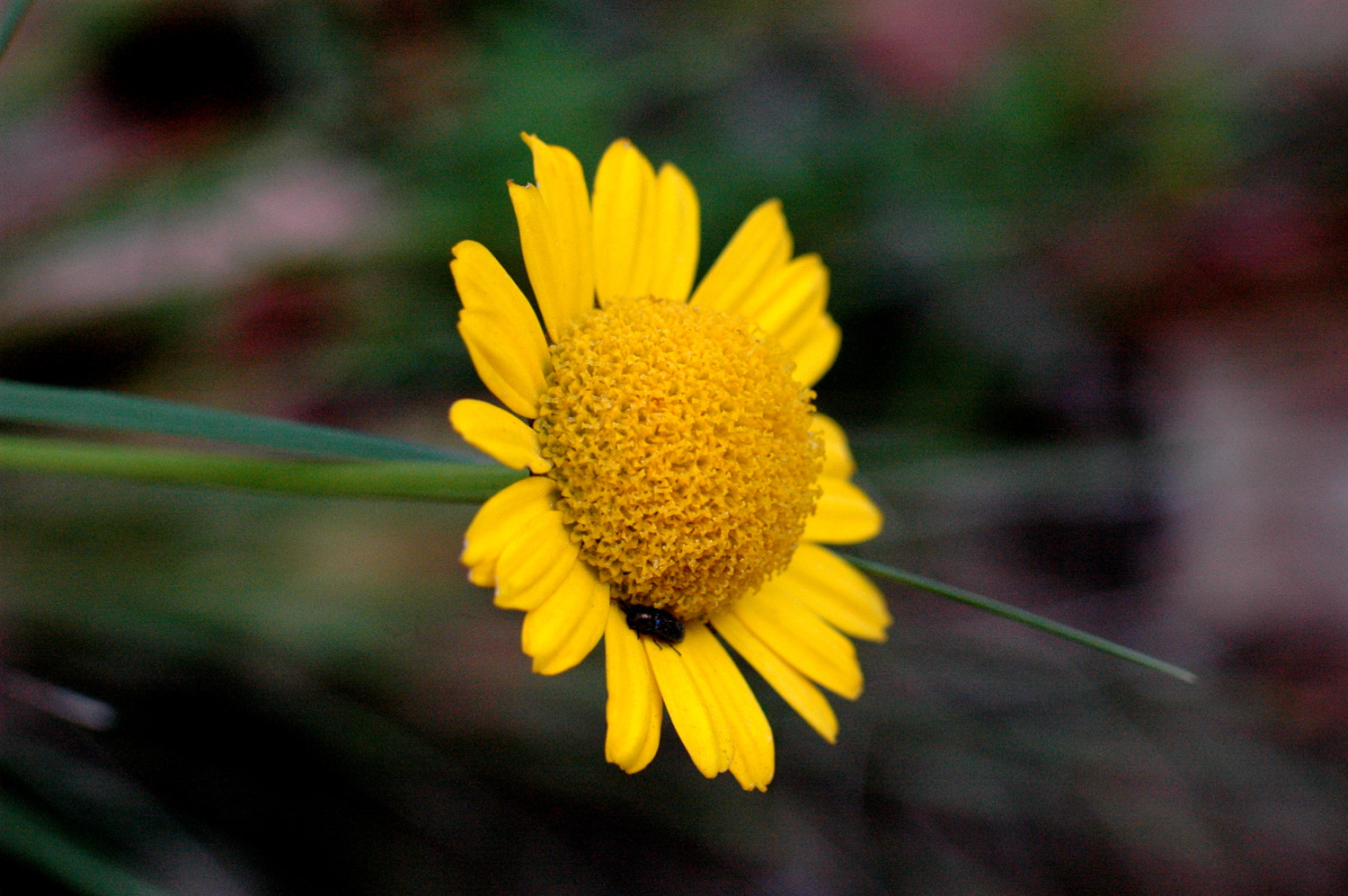 Nikon D70s + Sigma Macro 90mm F2.8 sample photo. A photography