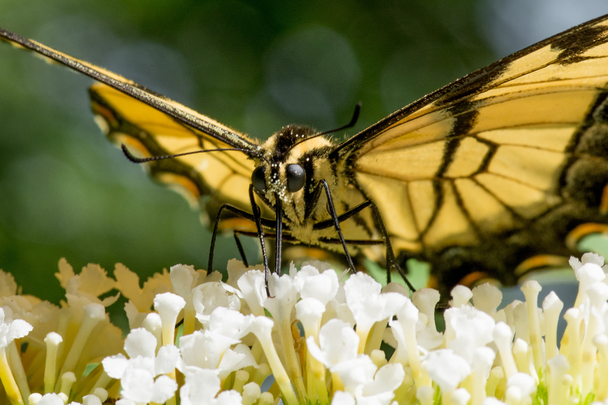 Nikon D7100 + Tokina AT-X Pro 100mm F2.8 Macro sample photo. Eastern tiger swallowtail photography