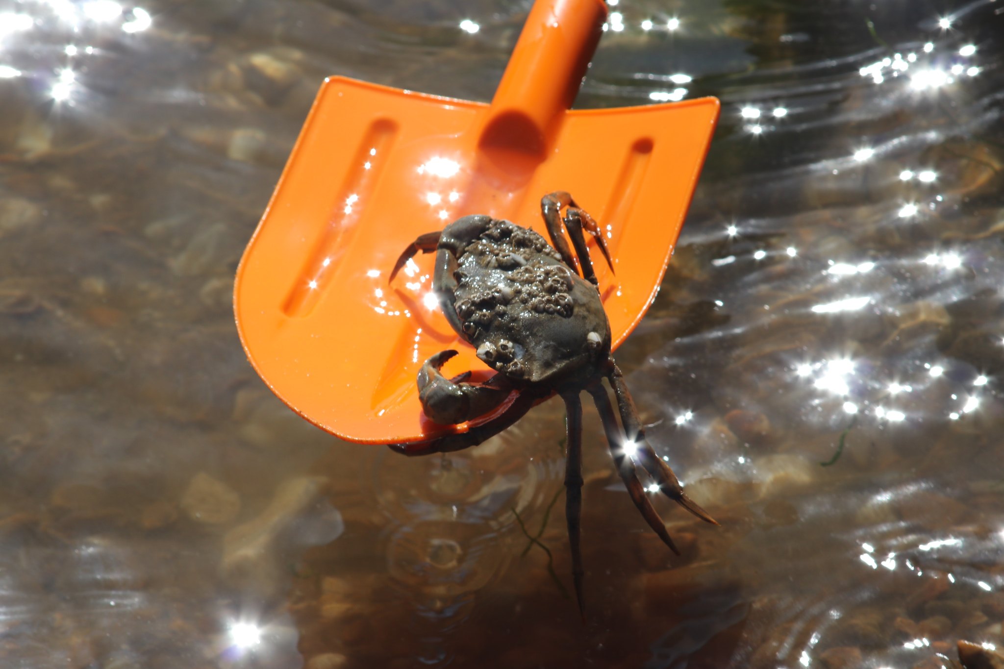 Canon EF 55-200mm F4.5-5.6 II USM sample photo. Crab on a spade photography