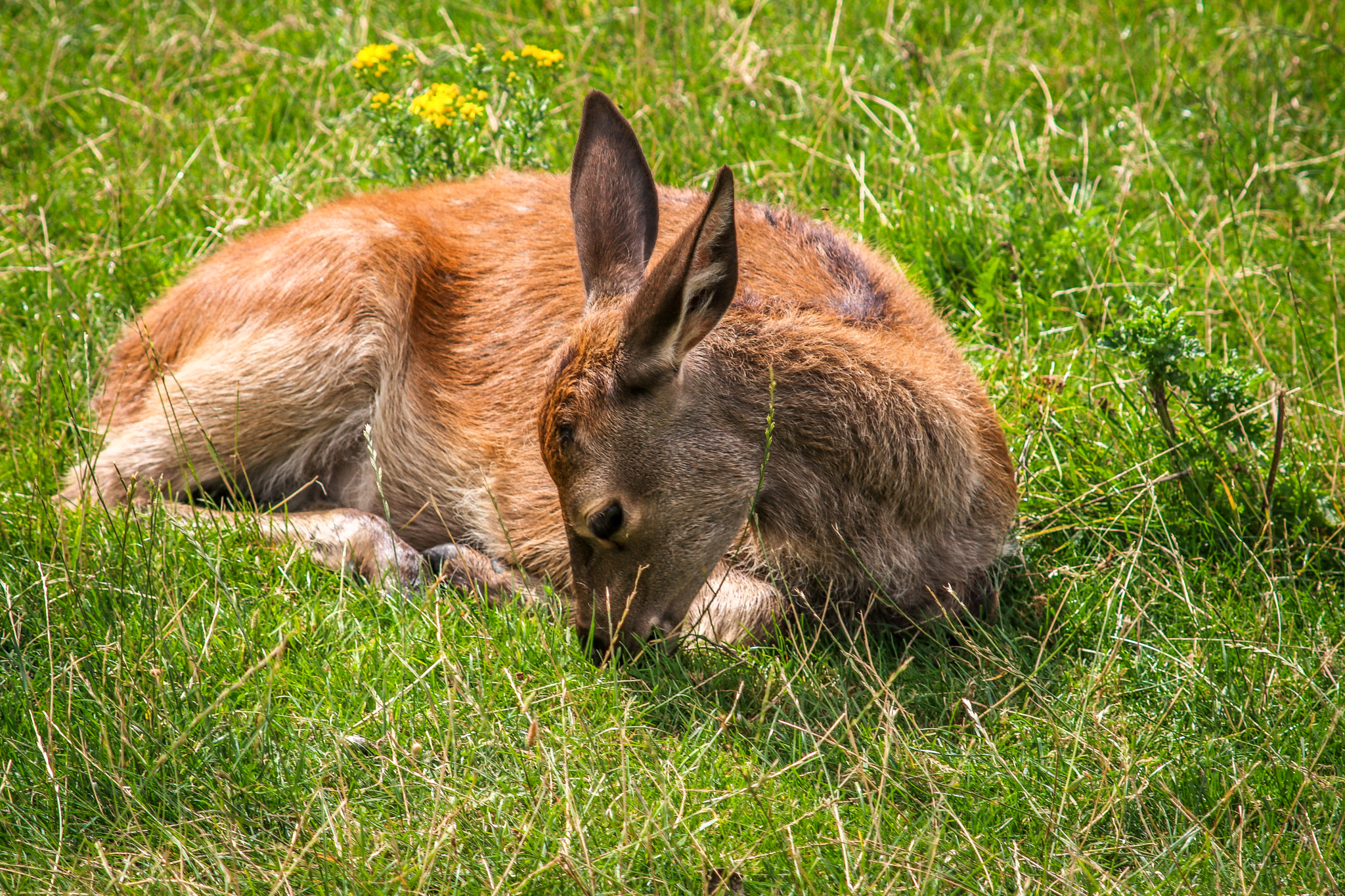 Canon EF 55-200mm F4.5-5.6 II USM sample photo. Bambi photography