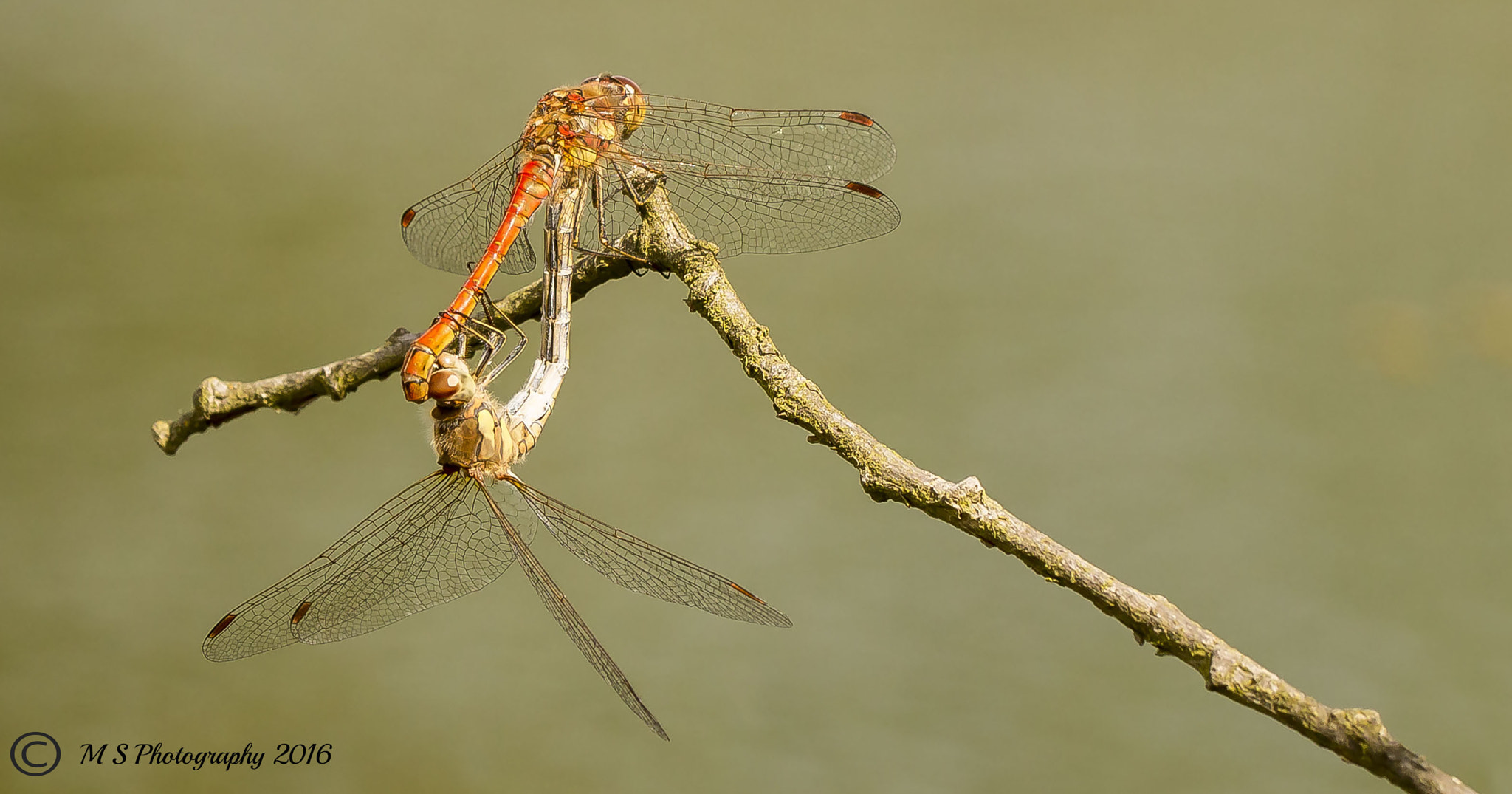 Canon EOS 700D (EOS Rebel T5i / EOS Kiss X7i) + Canon EF 100mm F2.8L Macro IS USM sample photo. Dragonflies photography