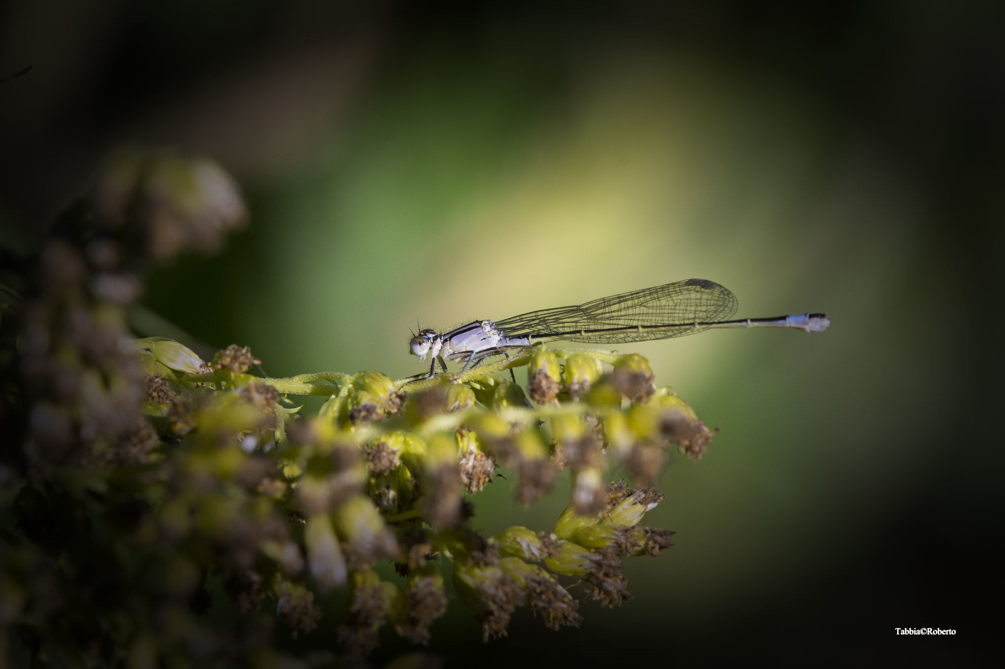 TAMRON SP 180mm F3.5 Di MACRO 1:1 B01N sample photo. Libellula photography