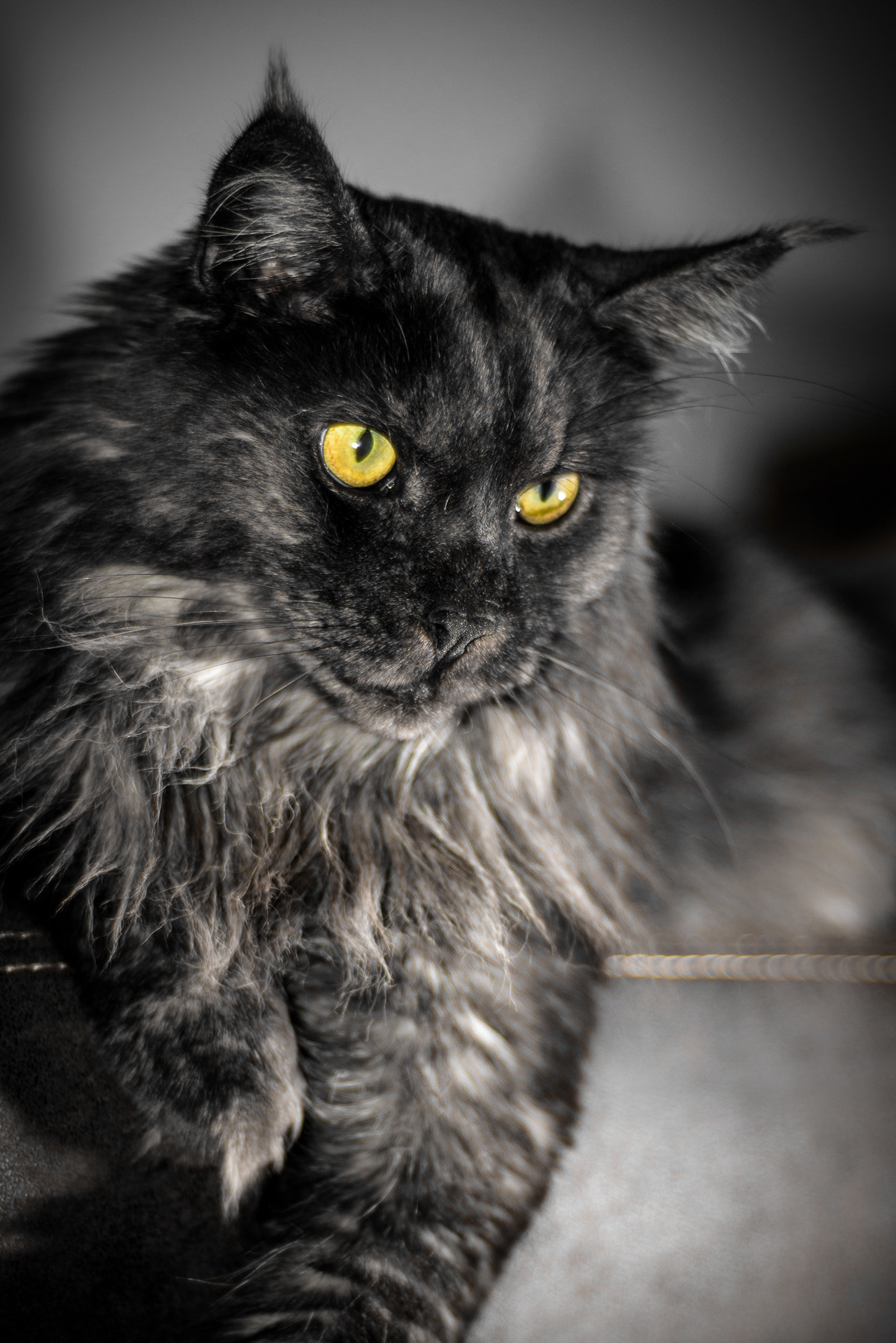 Nikon D750 + AF Nikkor 50mm f/1.8 sample photo. Gandalf the grey photography