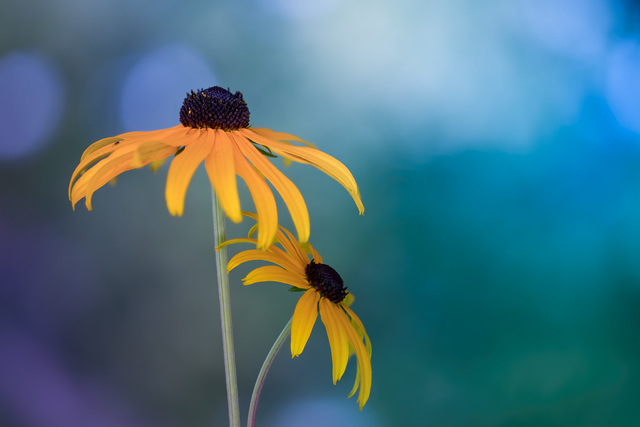 100mm F2.8 G SSM OSS sample photo. ...cold fire... photography