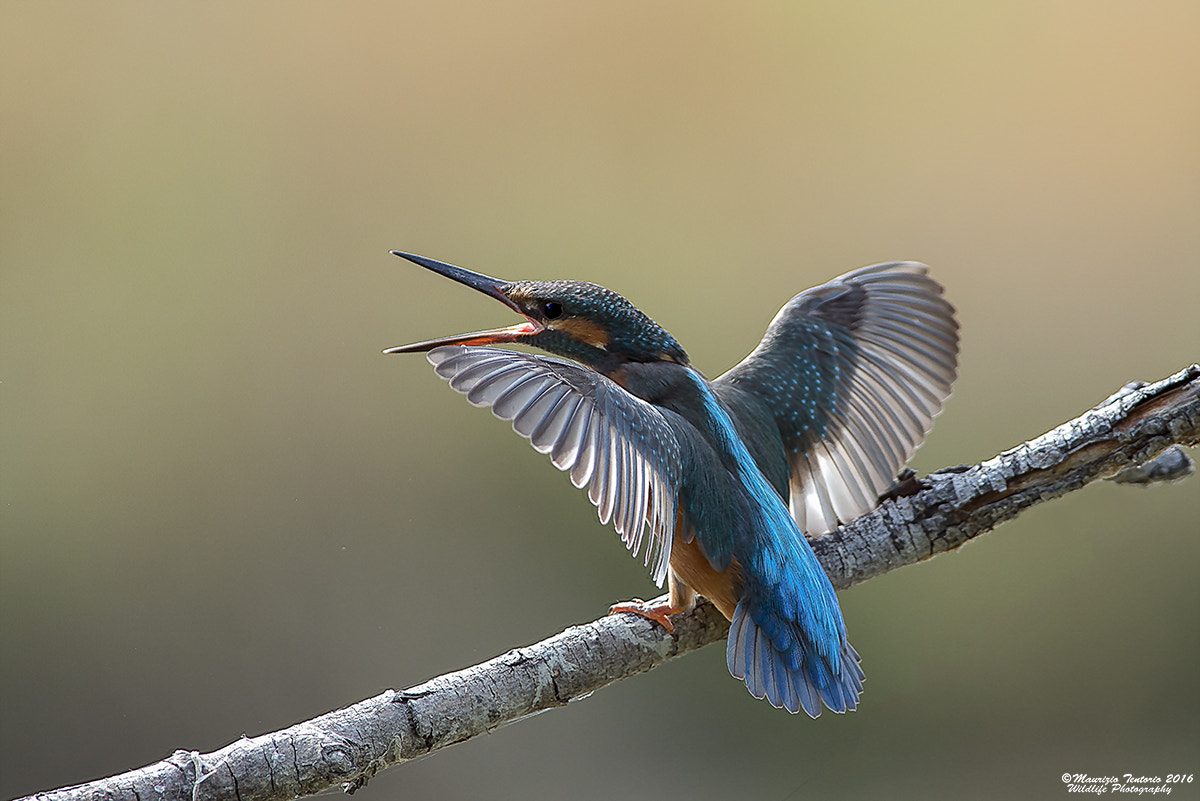 Nikon AF-S Nikkor 300mm F2.8G ED VR II sample photo. Martin pescatore alcedo atthis photography