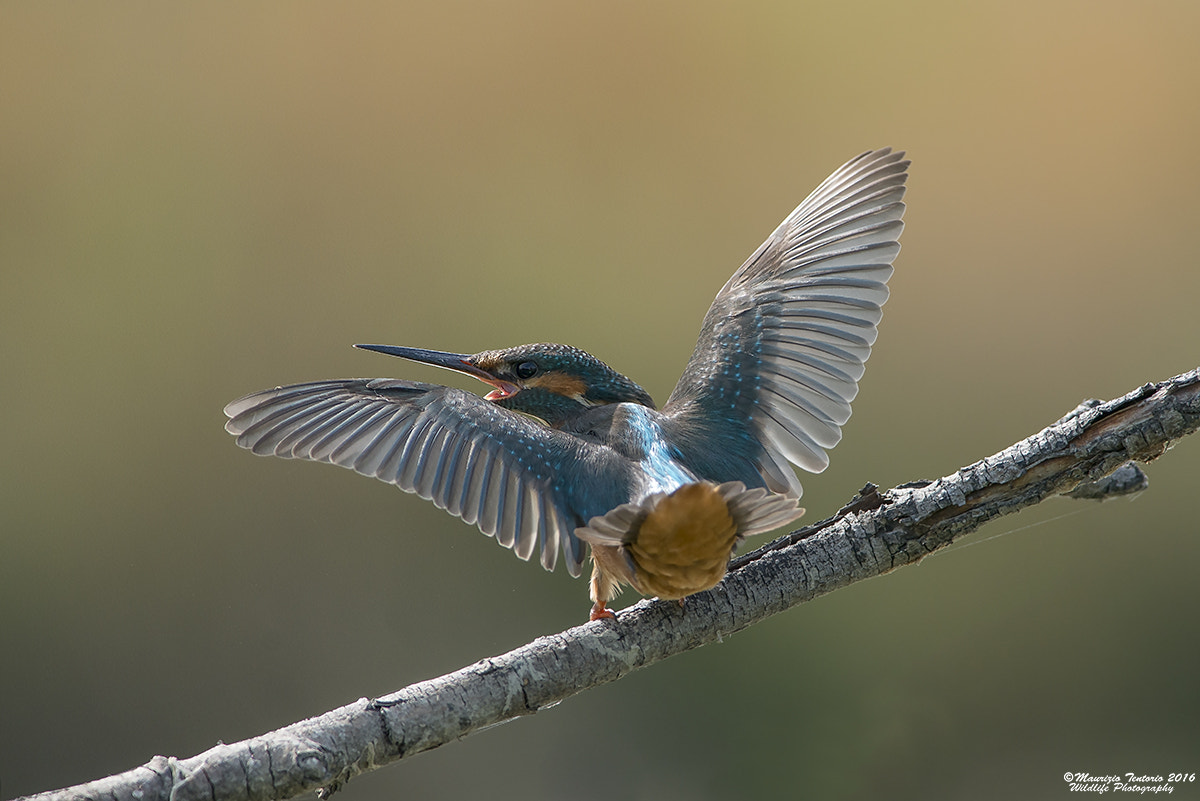 Nikon AF-S Nikkor 300mm F2.8G ED VR II sample photo. Martin pescatore alcedo atthis photography