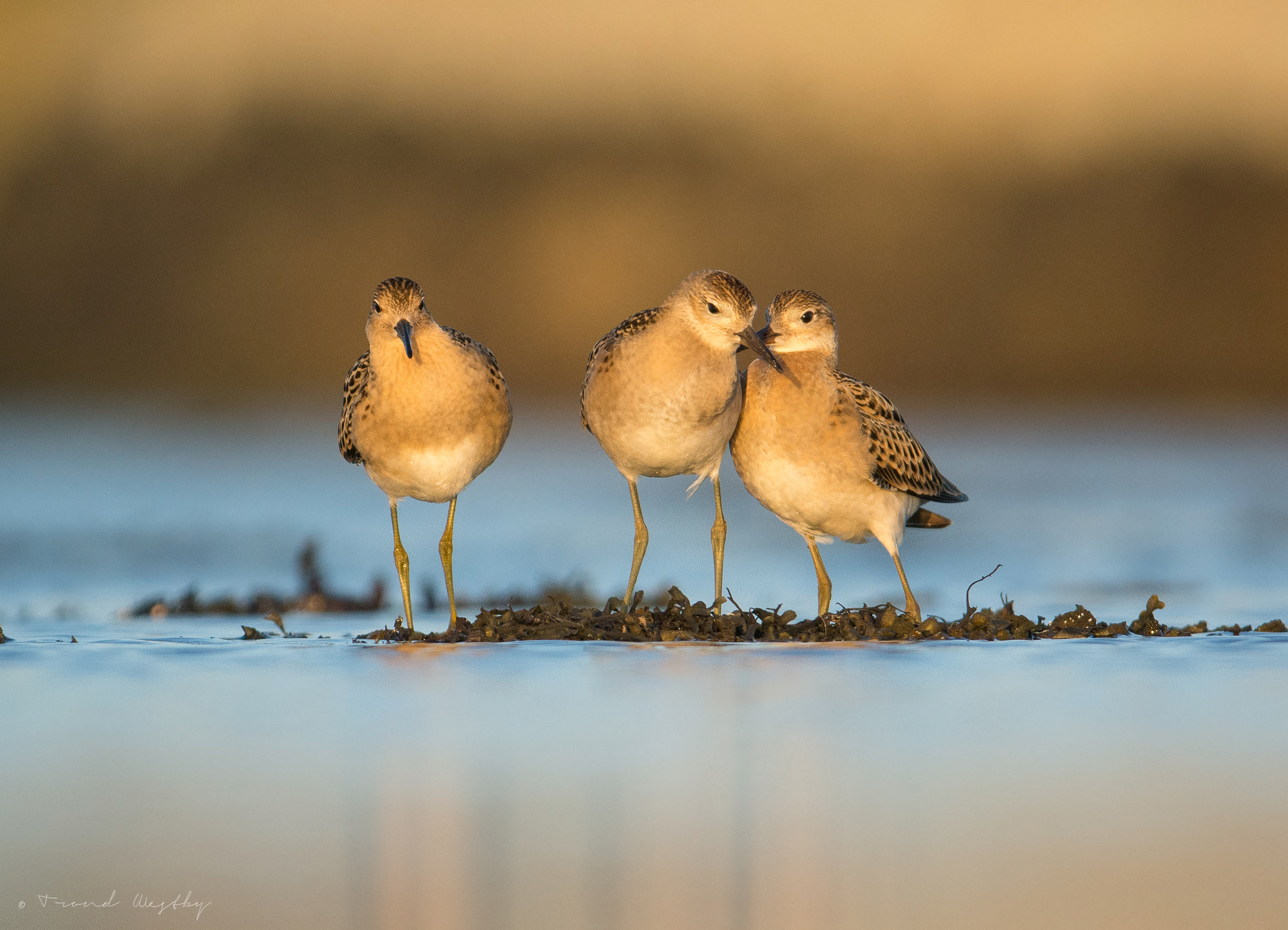 Nikon AF-S Nikkor 300mm F2.8G ED VR II sample photo. Ruff cuddling photography