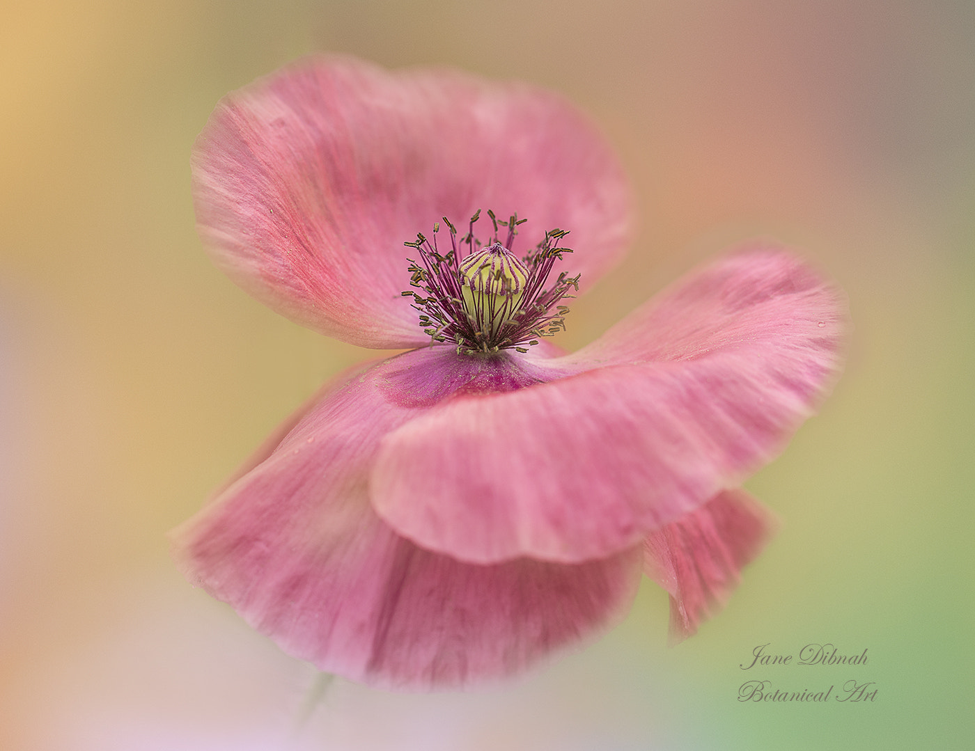 Canon EF 180mm F3.5L Macro USM sample photo. Poppy pink photography