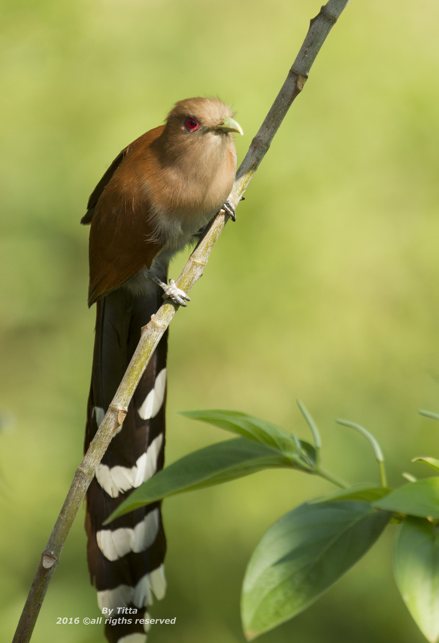 Canon EF 400mm F2.8L IS USM sample photo. Alma de  gato photography