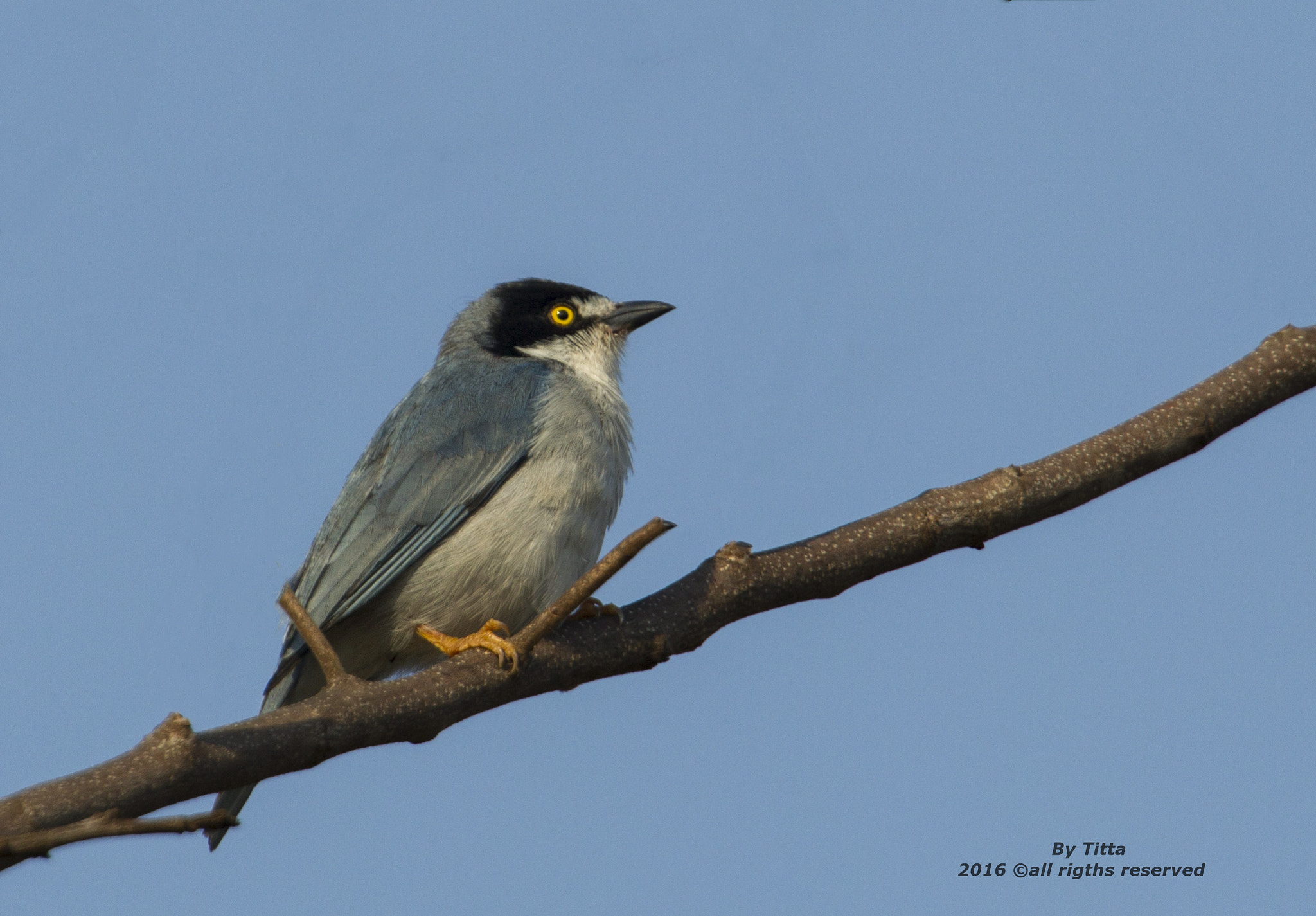 Canon EF 400mm F2.8L IS USM sample photo. Saira de  chapeu preto photography