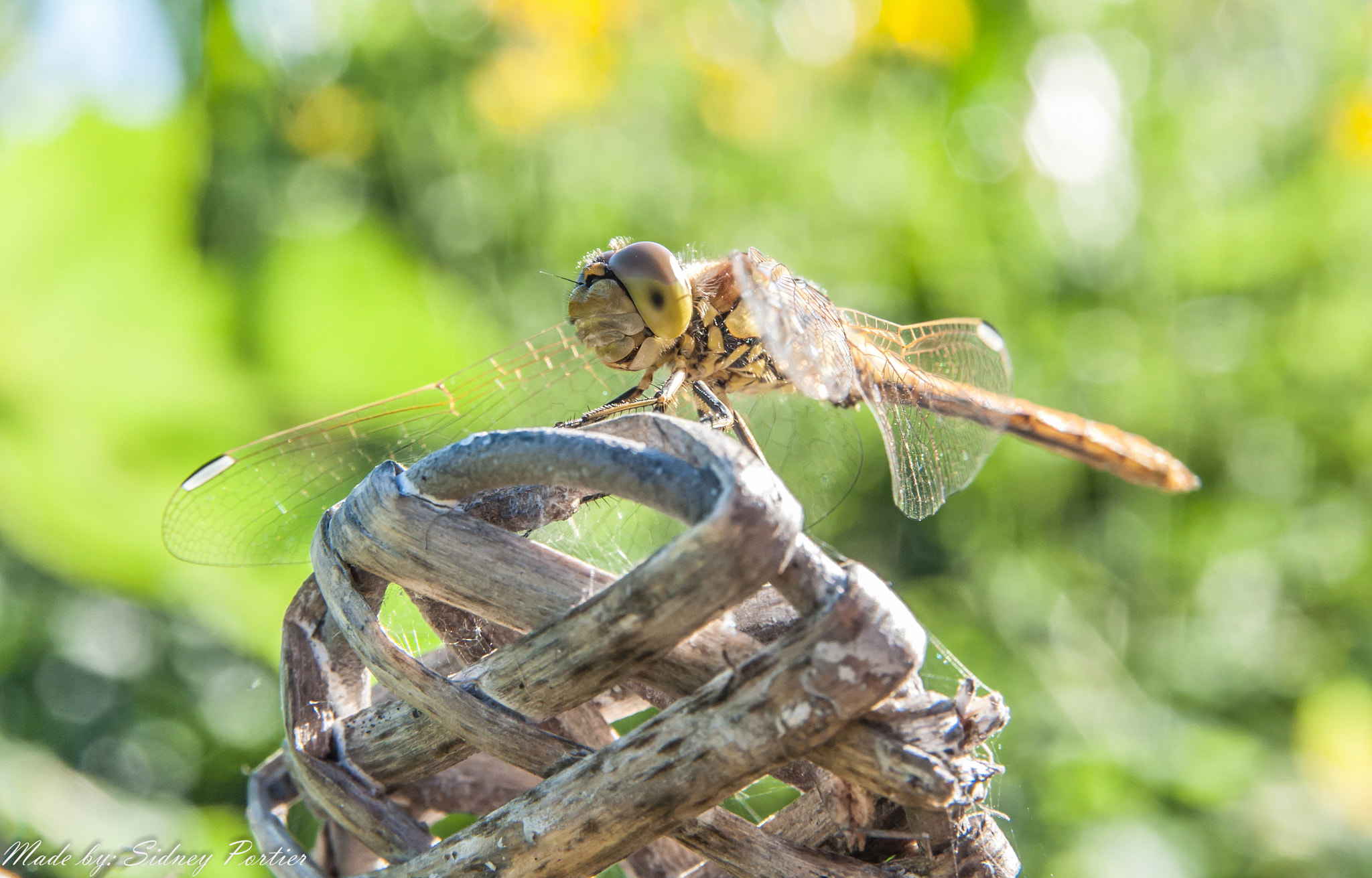 Sigma 17-70mm F2.8-4.5 DC Macro Asp. IF sample photo. Dragonfly photography