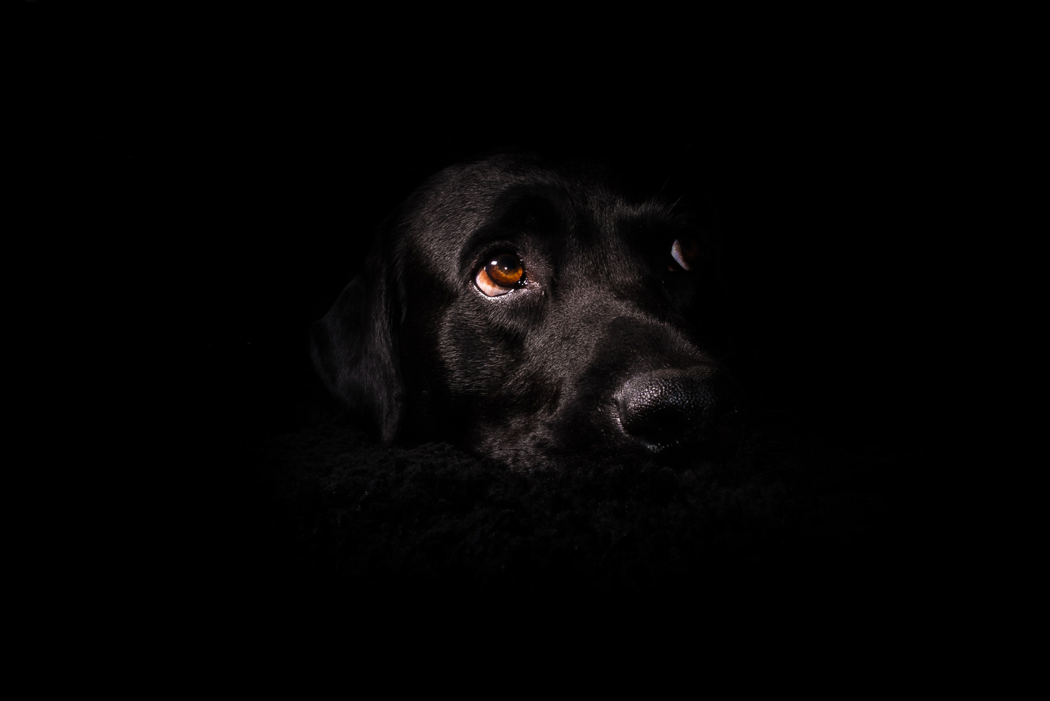 Tamron AF 18-200mm F3.5-6.3 XR Di II LD Aspherical (IF) Macro sample photo. The pooch  photography