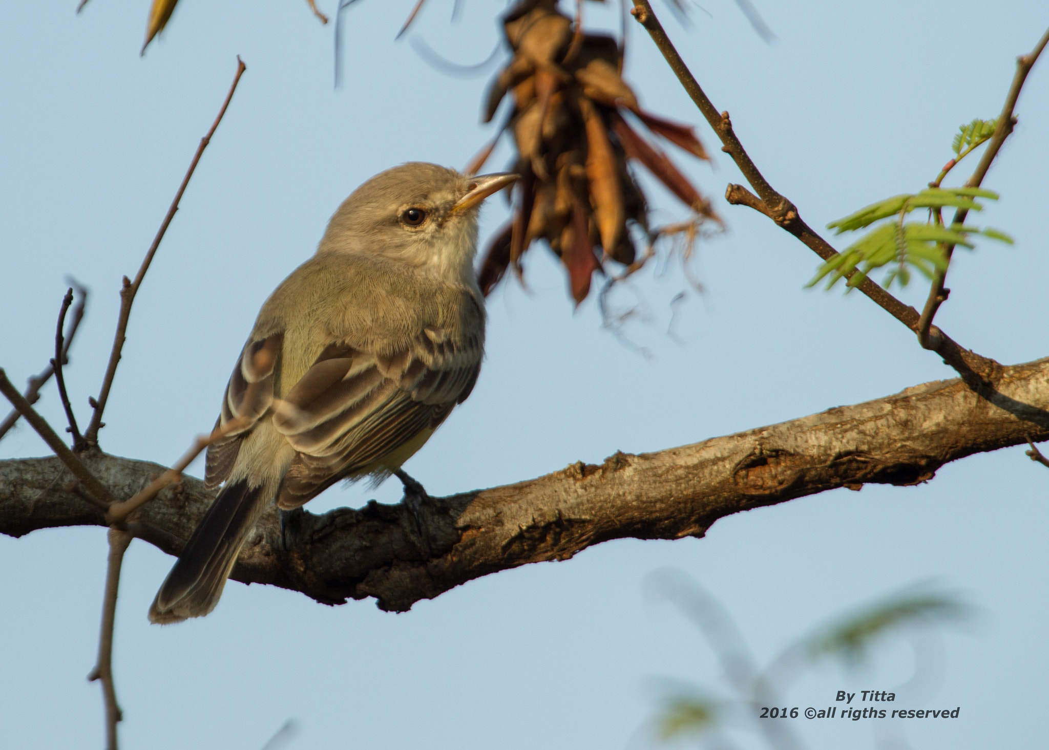 Canon EF 400mm F2.8L IS USM sample photo. Suiriri cinzento photography