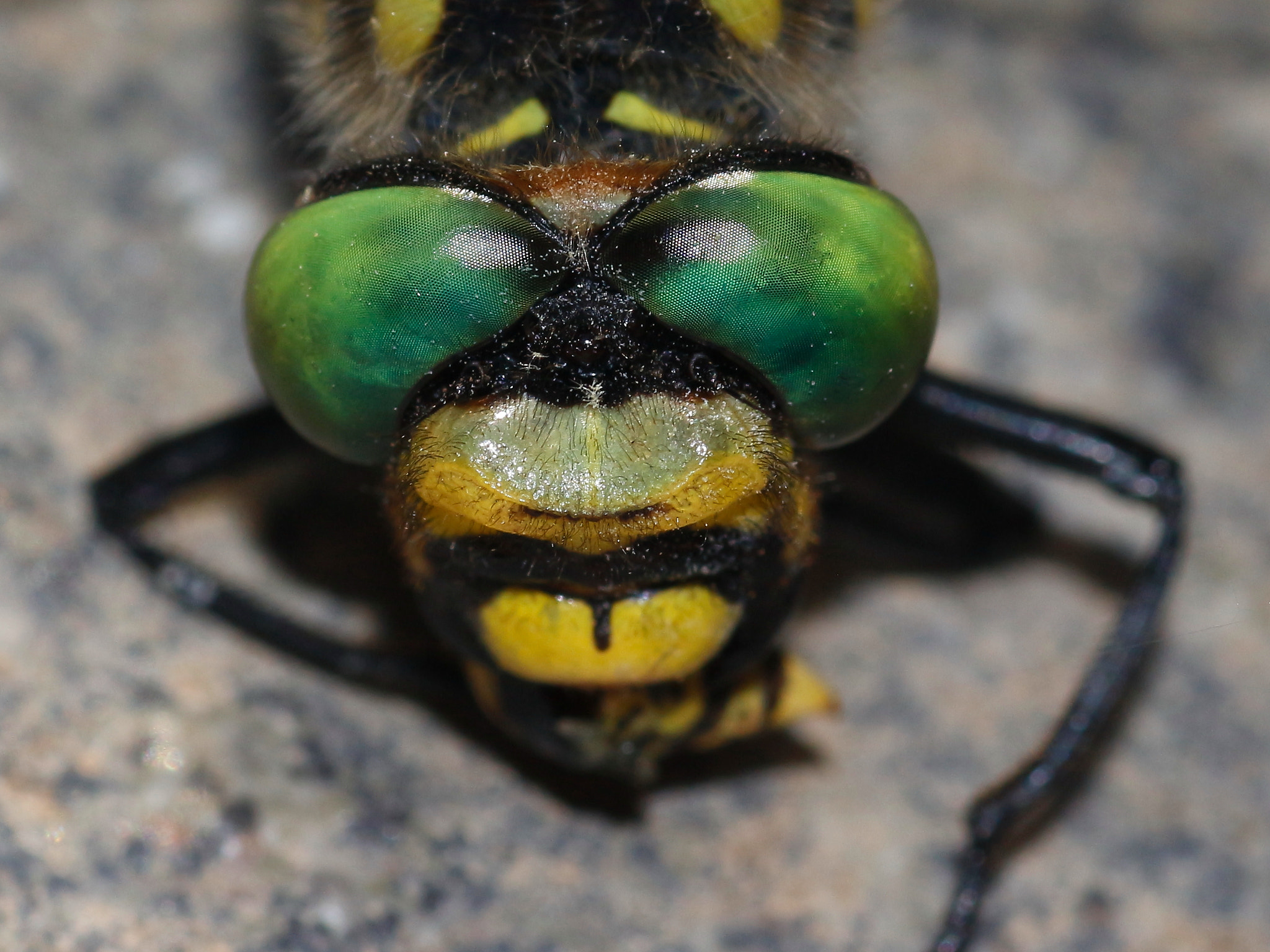 Tamron SP AF 90mm F2.8 Di Macro sample photo. Cordulegaster boltonii photography
