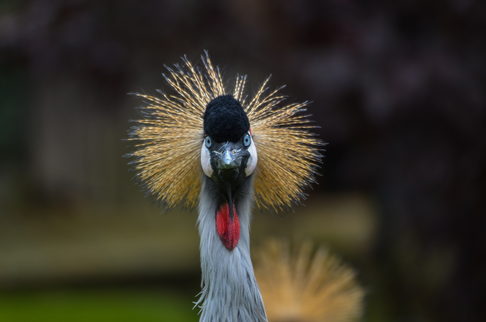 Sigma 120-400mm F4.5-5.6 DG OS HSM sample photo. Kronenkranich photography
