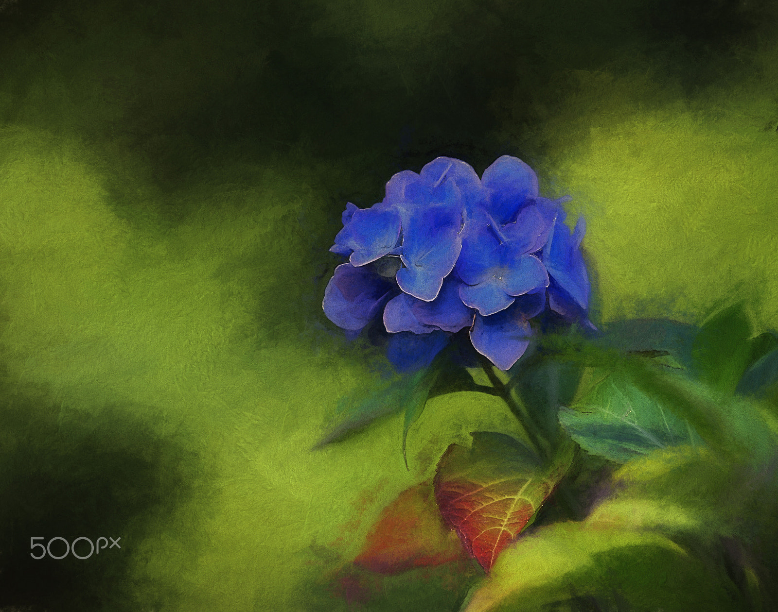 Canon EOS 5D Mark II + Canon EF 100-400mm F4.5-5.6L IS USM sample photo. Hydrangea blue photography