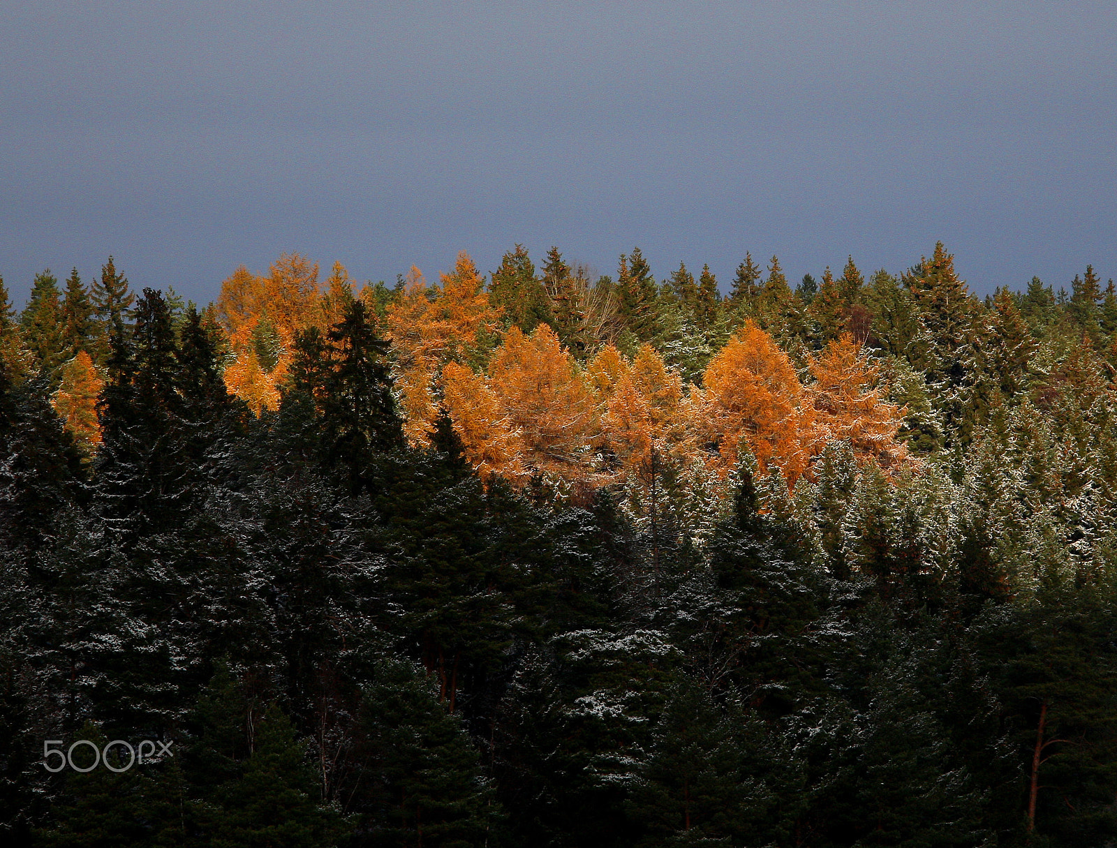 Canon EF 300mm F2.8L IS USM sample photo. Larch in the first snow photography