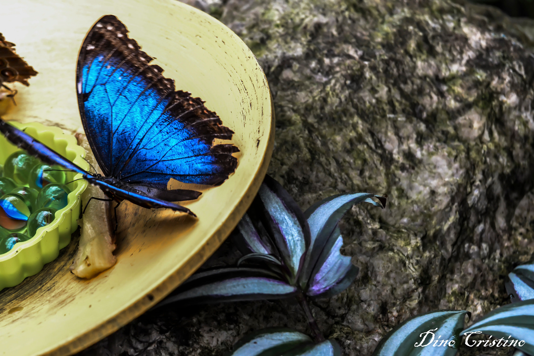 Nikon D3100 + Tamron SP AF 70-200mm F2.8 Di LD (IF) MACRO sample photo. Lepidotteri farfalla monarca blu danaus plexippus dino cristino () photography