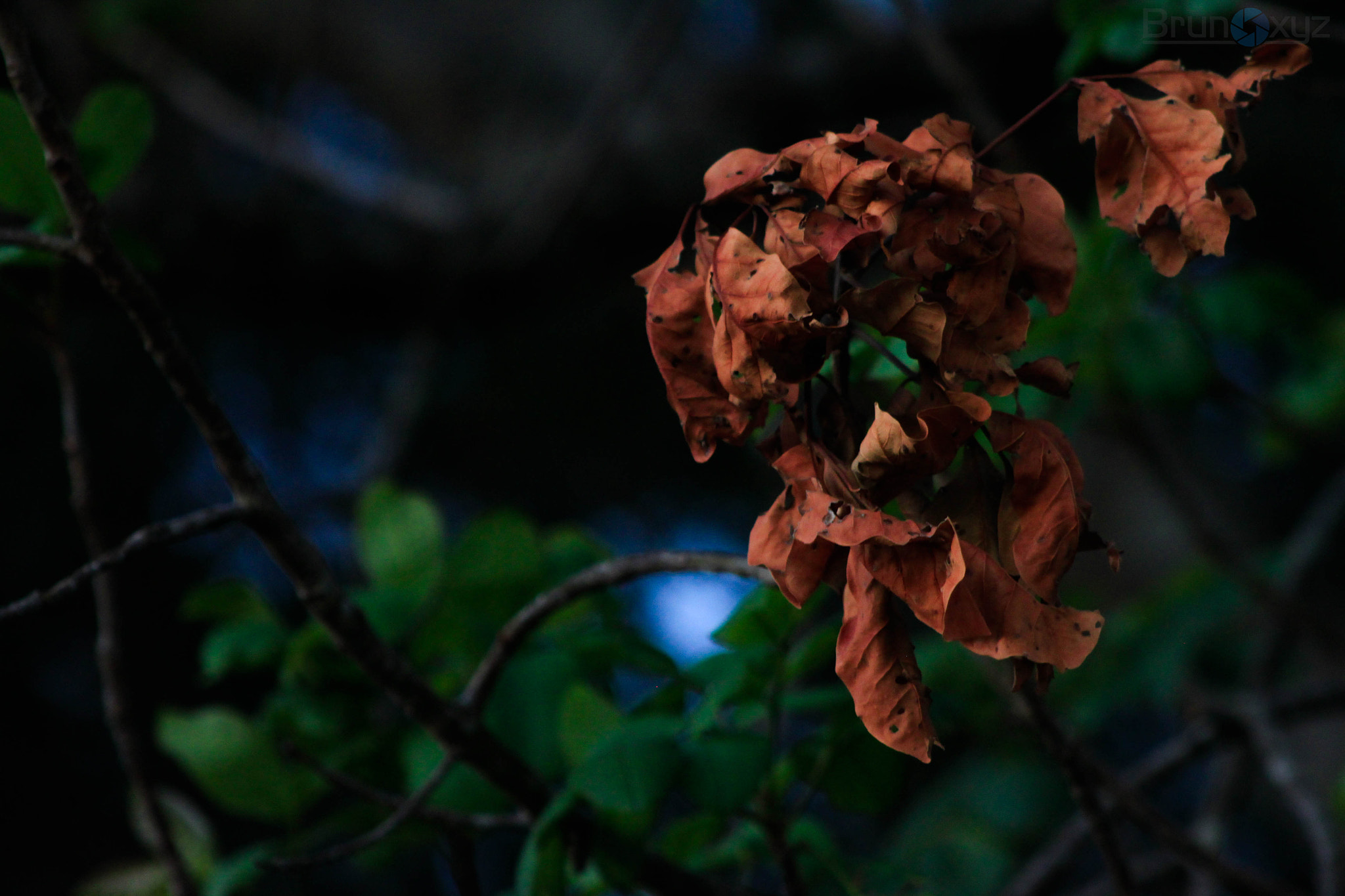 Canon EOS 500D (EOS Rebel T1i / EOS Kiss X3) + EF75-300mm f/4-5.6 sample photo. Green and blue! photography