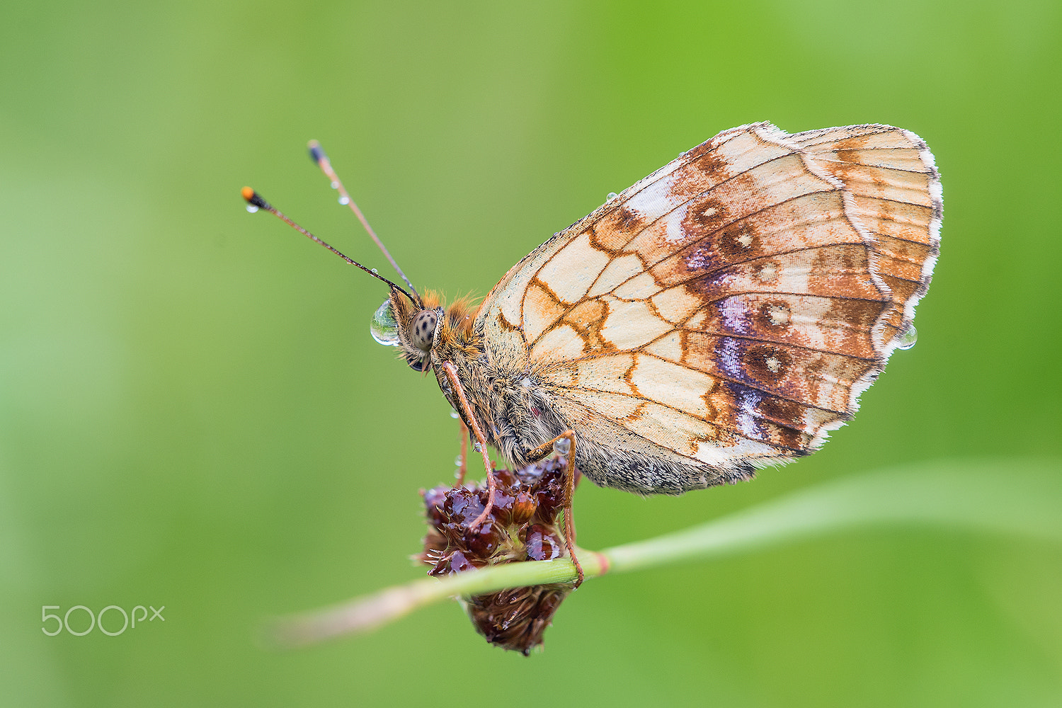 Sigma 150mm F2.8 EX DG Macro HSM sample photo. Brenthis ino photography