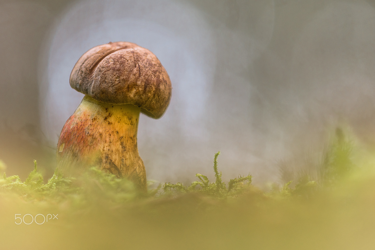Sigma 150mm F2.8 EX DG Macro HSM sample photo. Caloboletus calopus photography