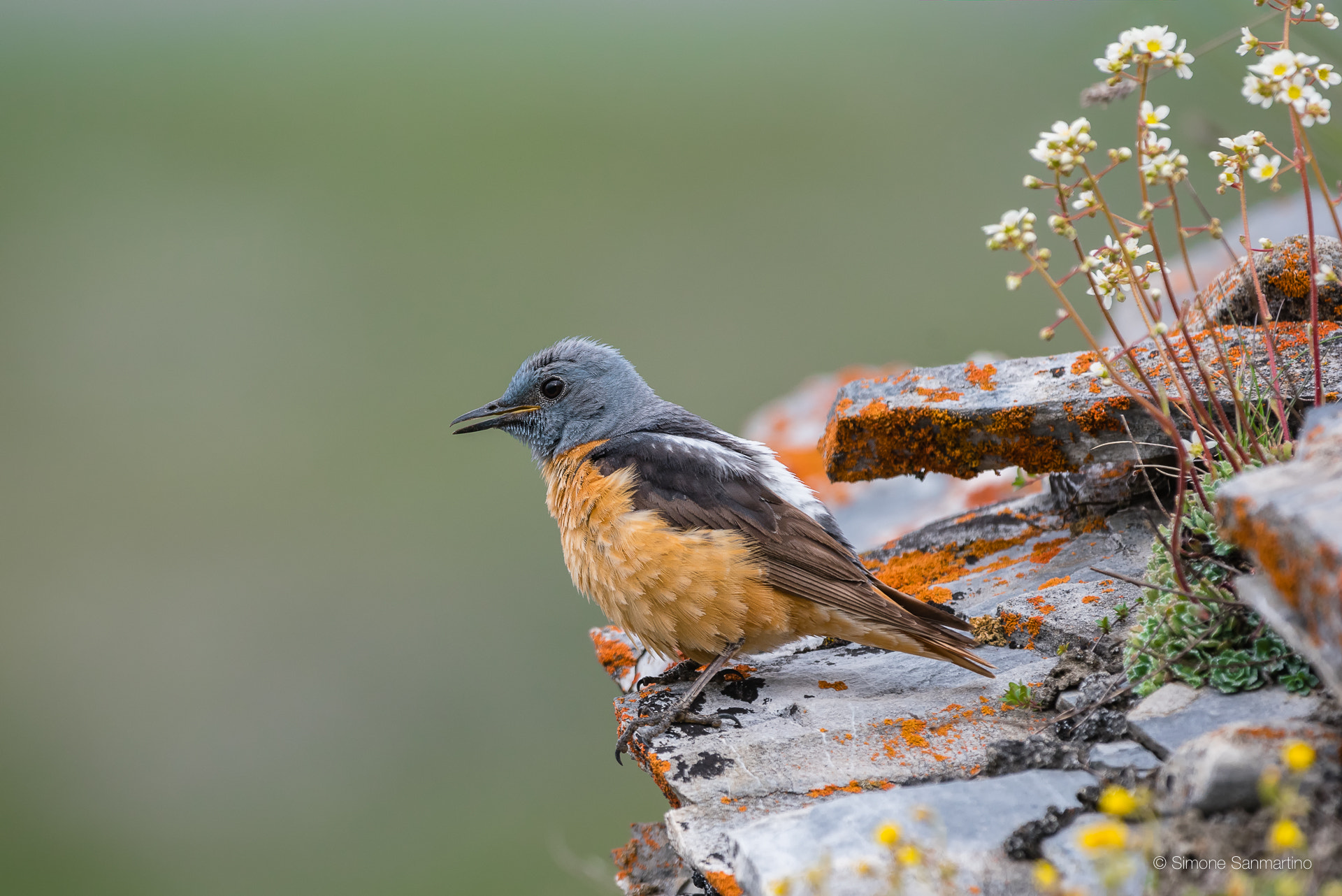 Sigma 500mm F4.5 EX DG HSM sample photo. Rock thrush - codirossone photography